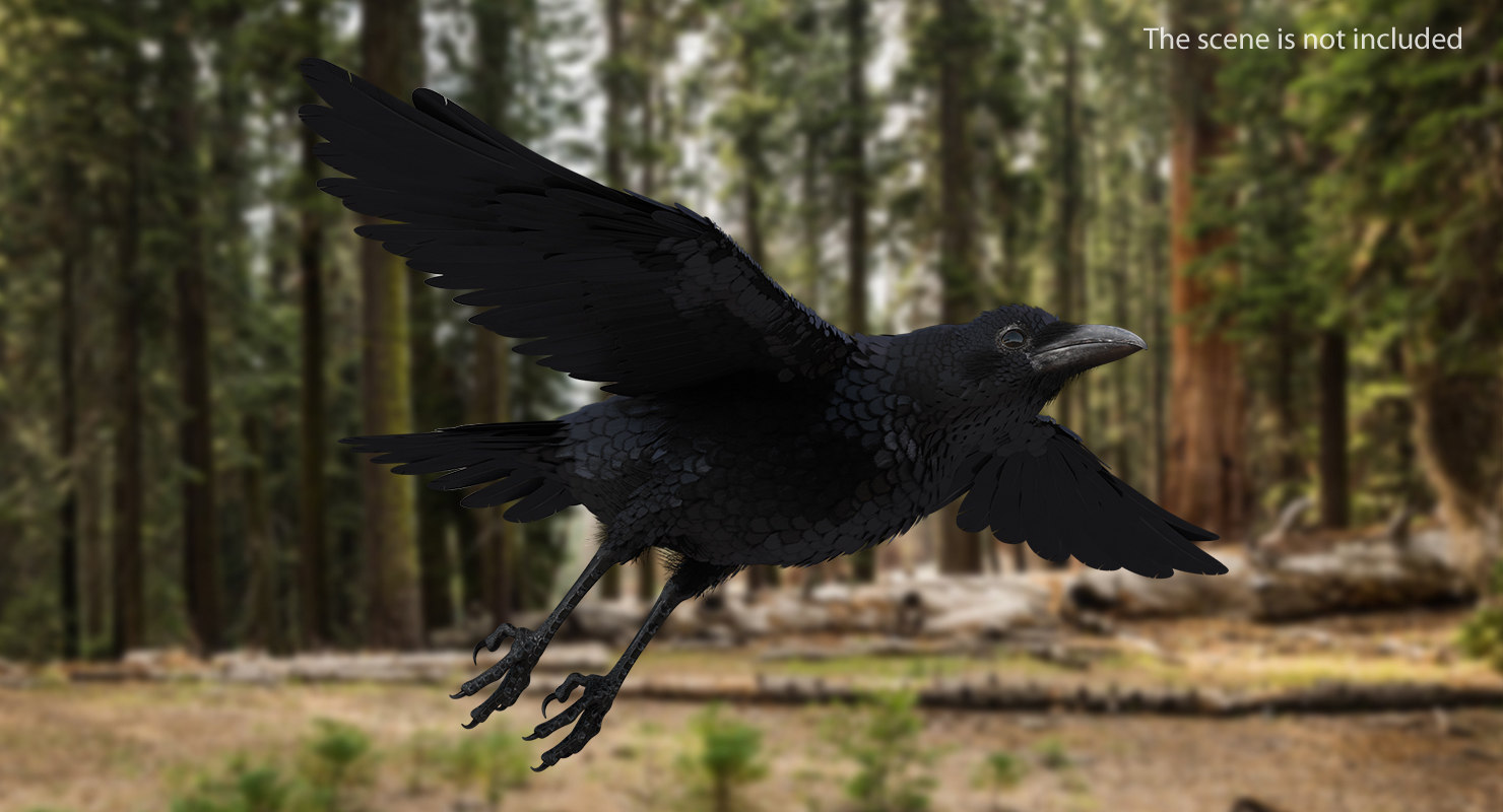 3D Raven Flying Animated Rigged model