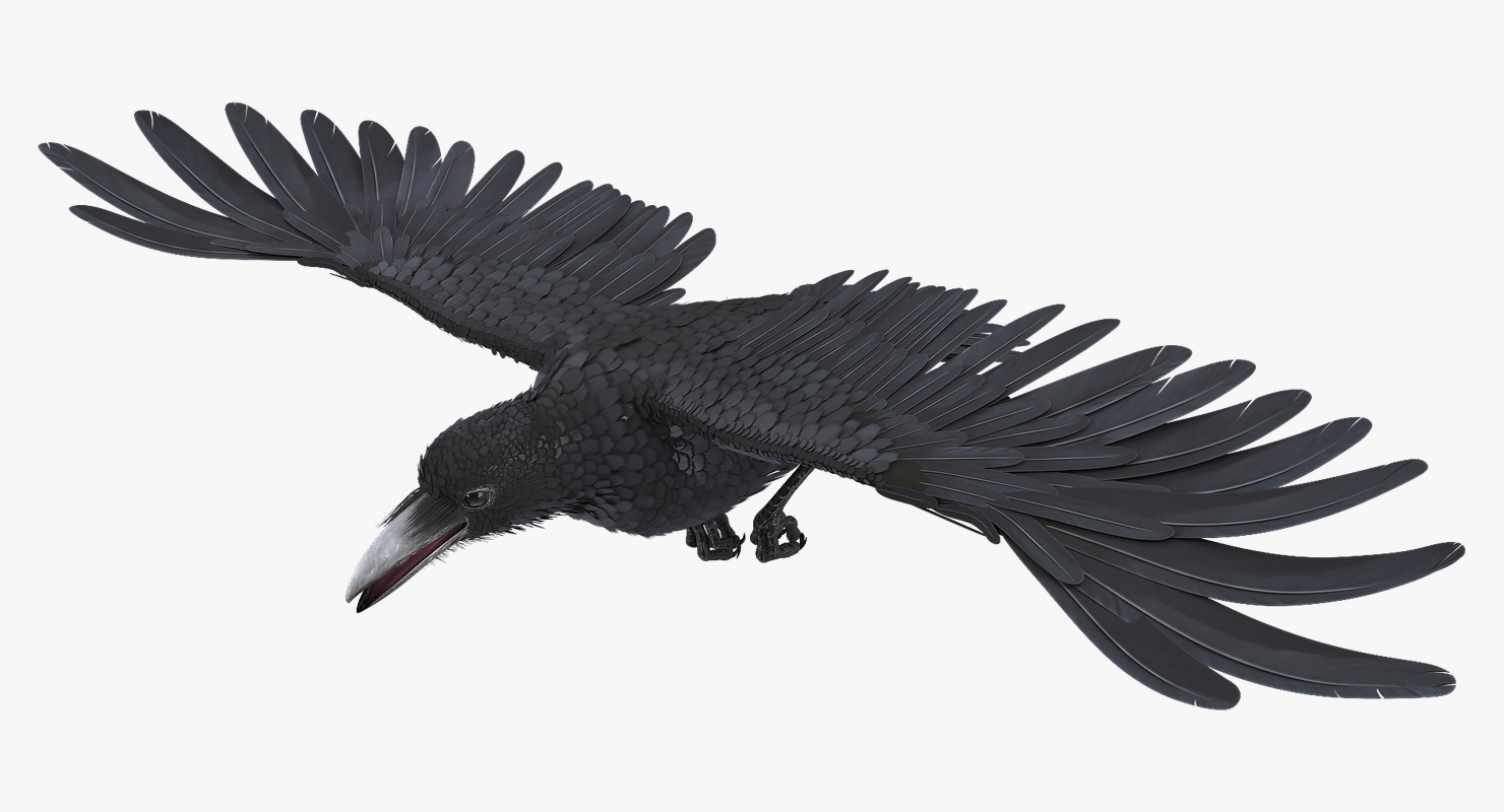 3D Raven Flying Animated Rigged model