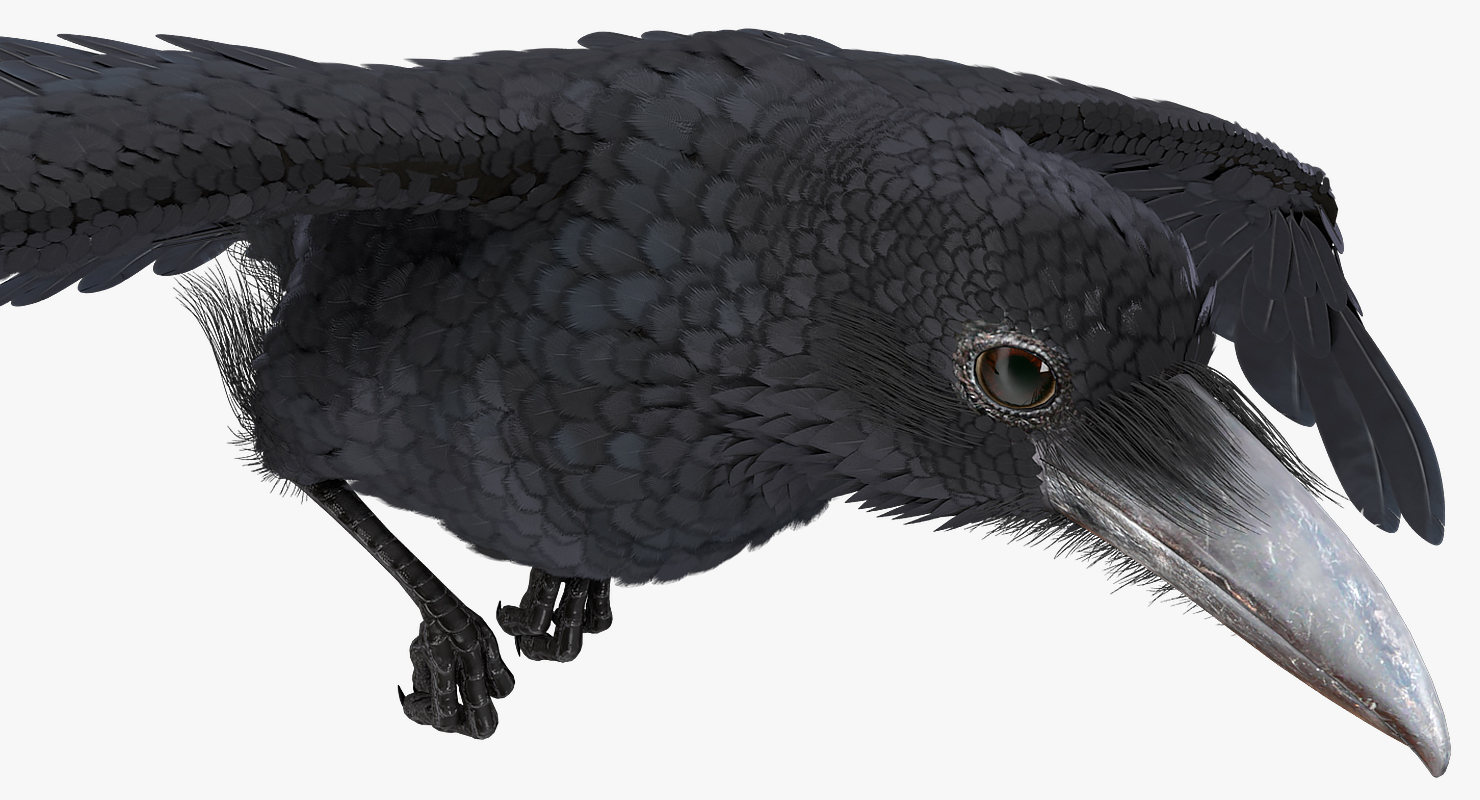 3D Raven Flying Animated Rigged model