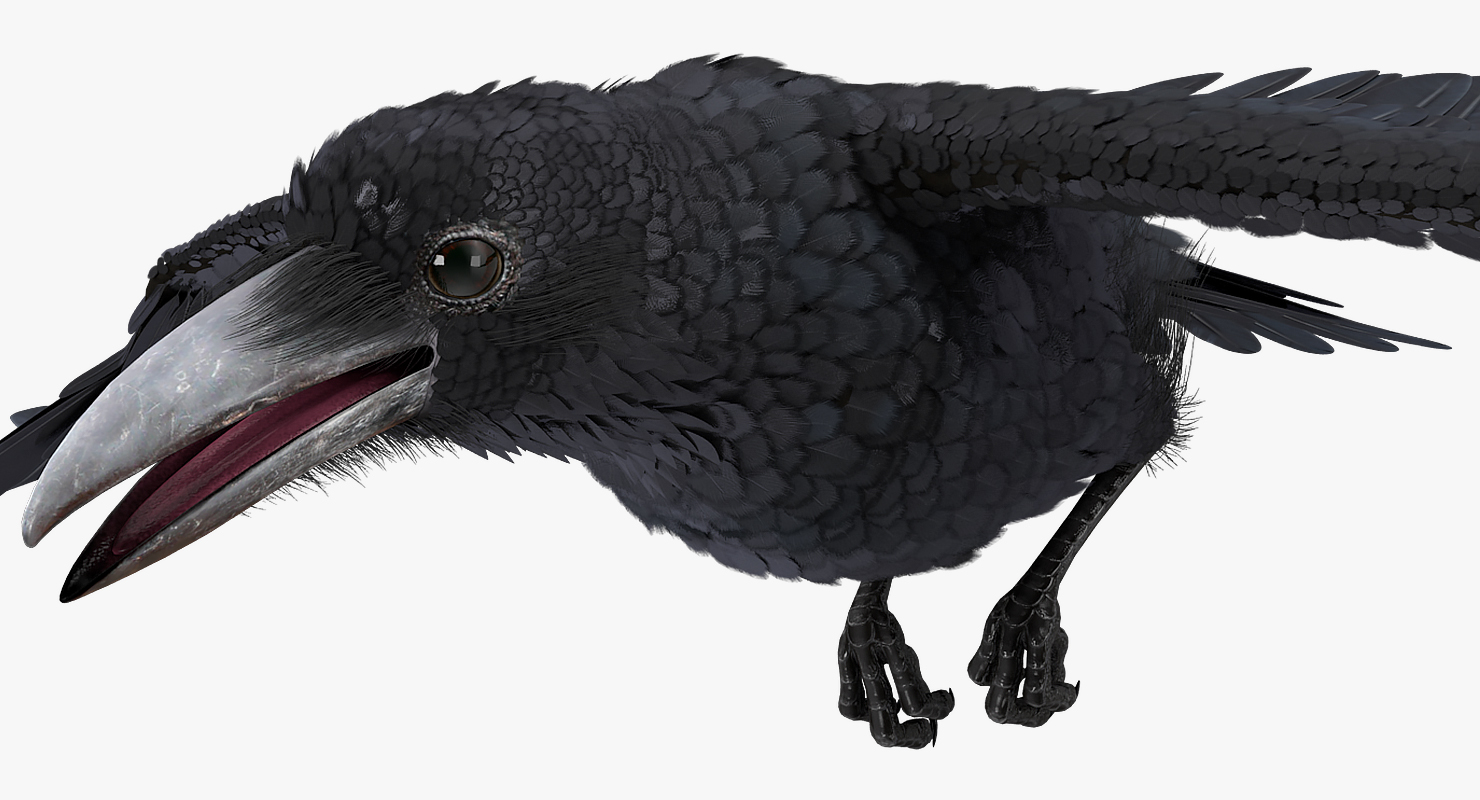 3D Raven Flying Animated Rigged model