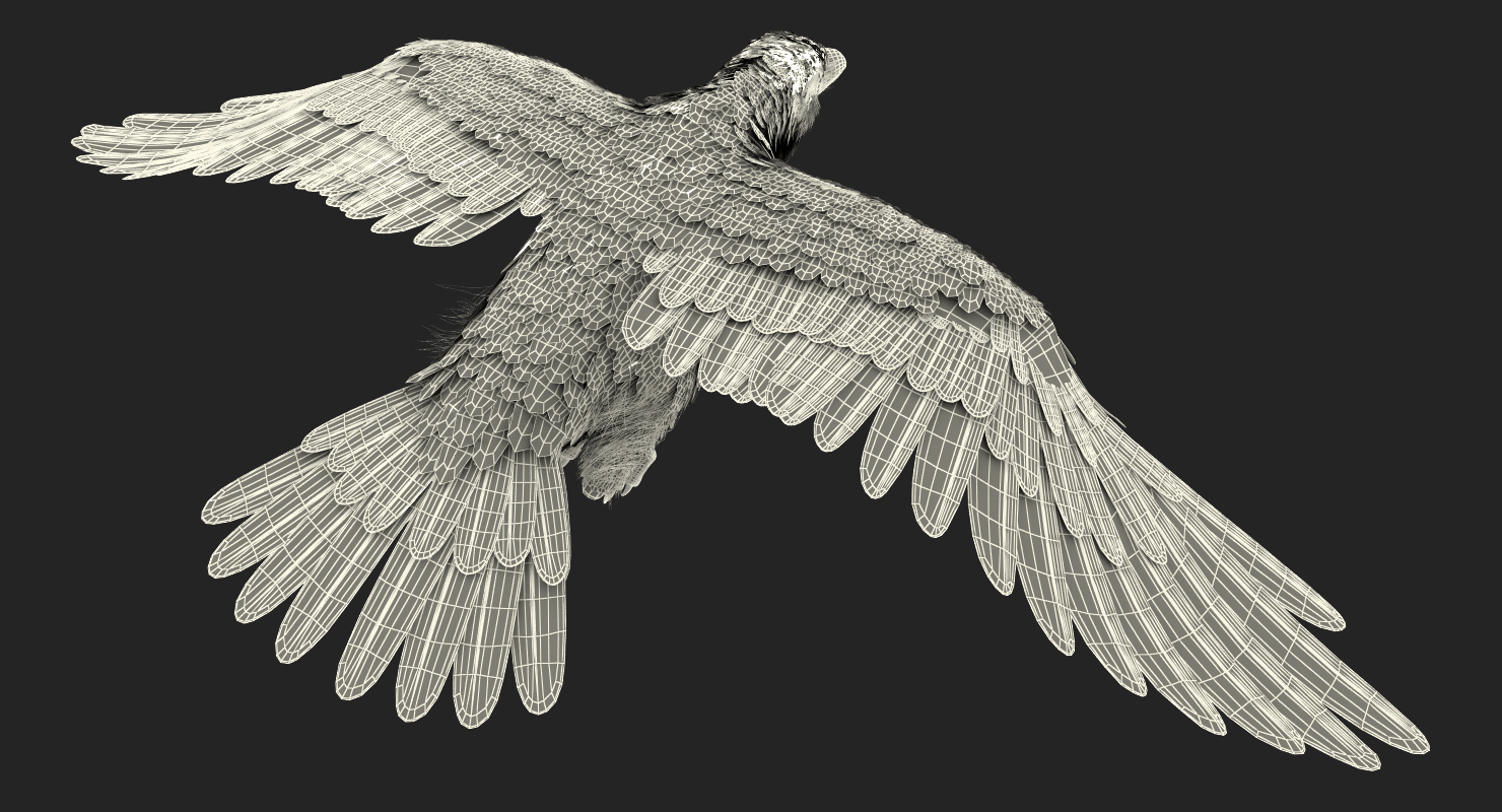3D Raven Flying Animated Rigged model