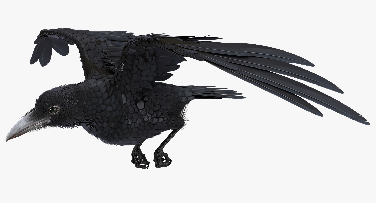3D Raven Flying Animated Rigged model