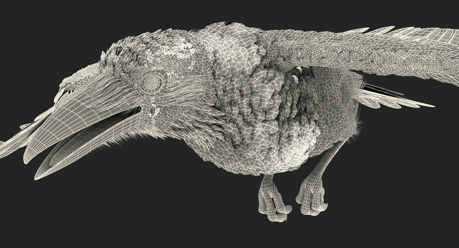 3D Raven Flying Animated Rigged model