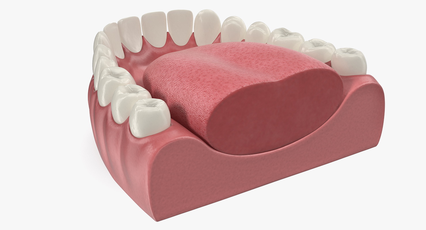 3D Teeth Tongue Medical Model With Dental Implant