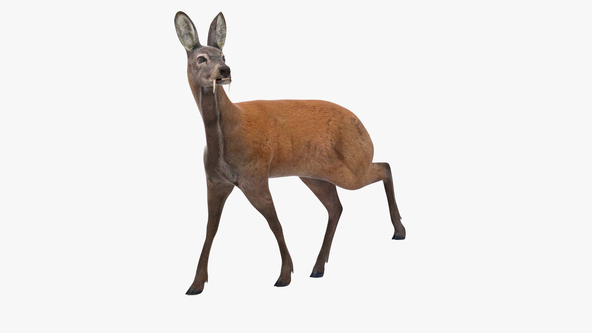 Siberian Musk Deer Rigged for Maya 3D model