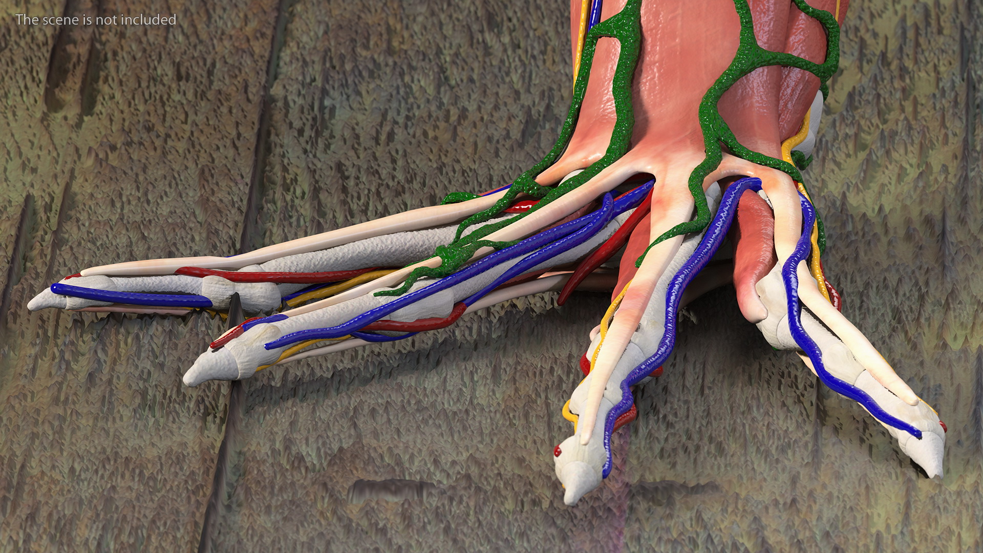 3D Frog Anatomy Complete Body