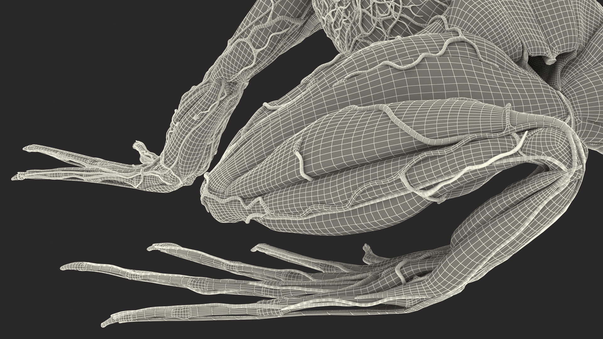 3D Frog Anatomy Complete Body