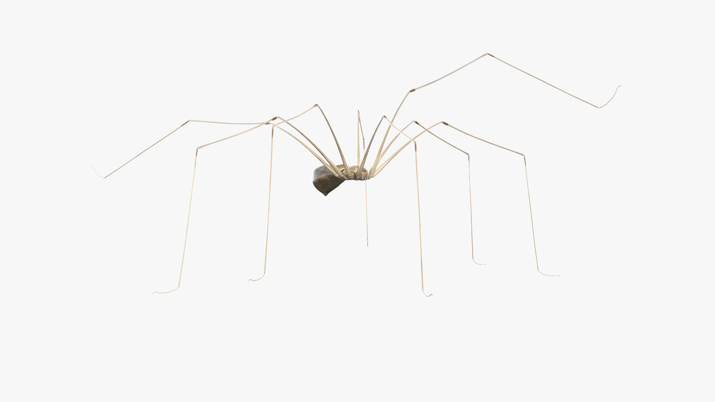 3D model Long-legged House Spider Rigged for Maya