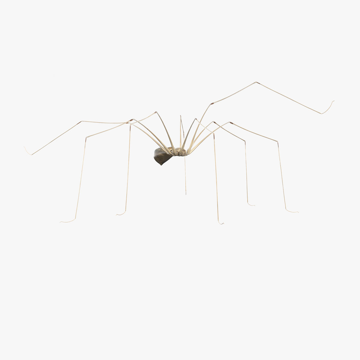 3D model Long-legged House Spider Rigged for Maya