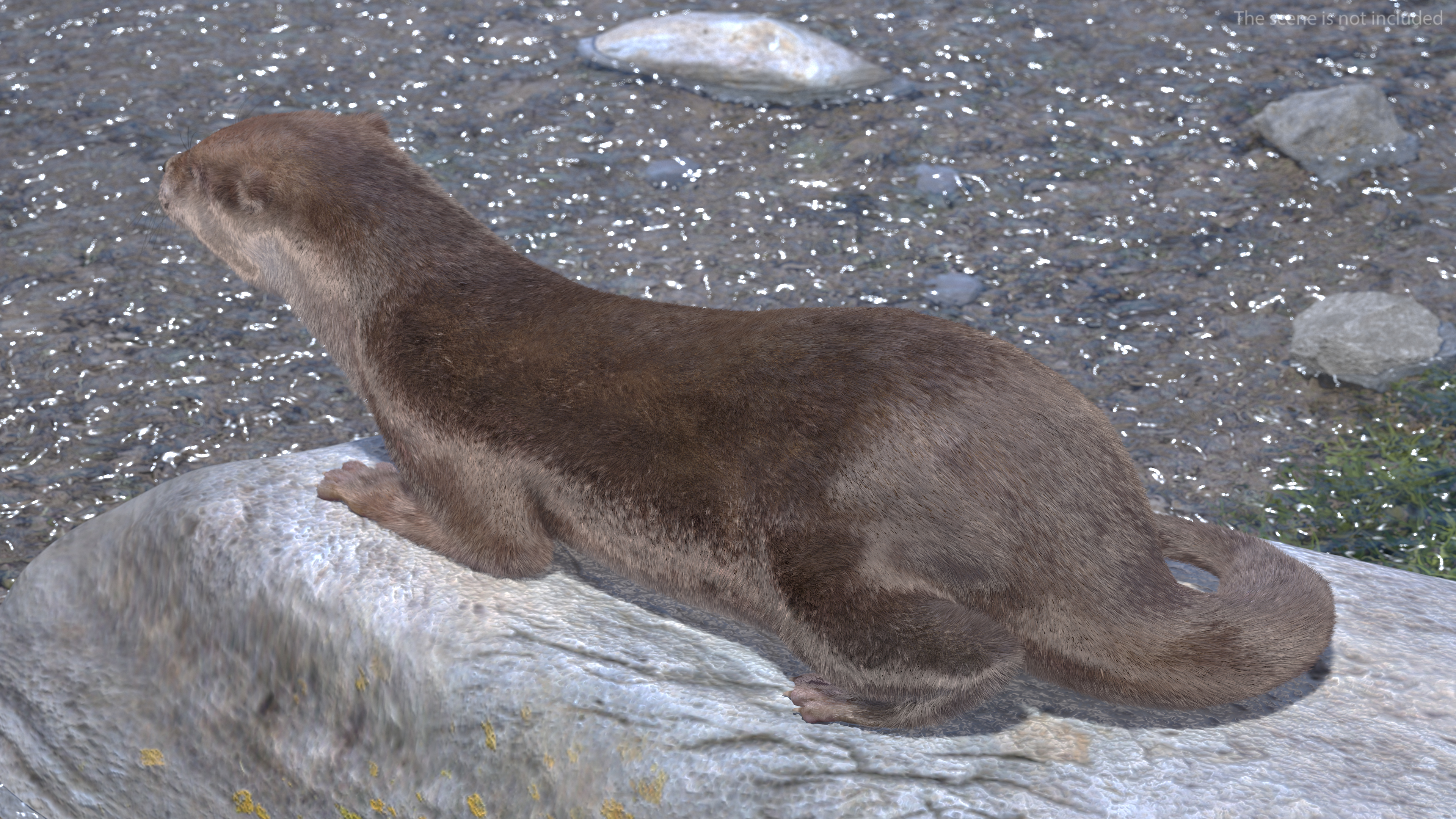 Aquatic Otter Rigged Fur 3D model