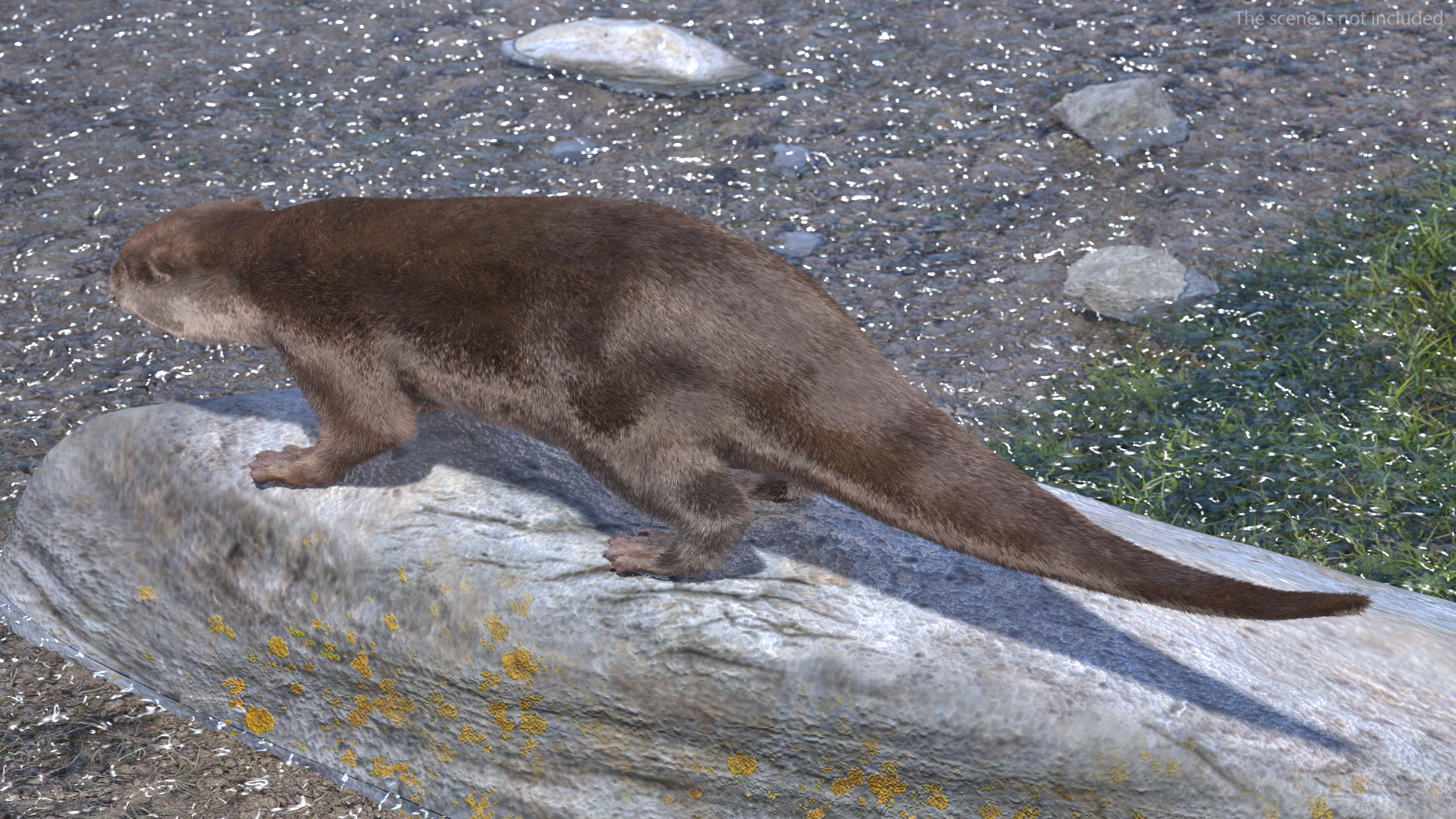 Aquatic Otter Rigged Fur 3D model