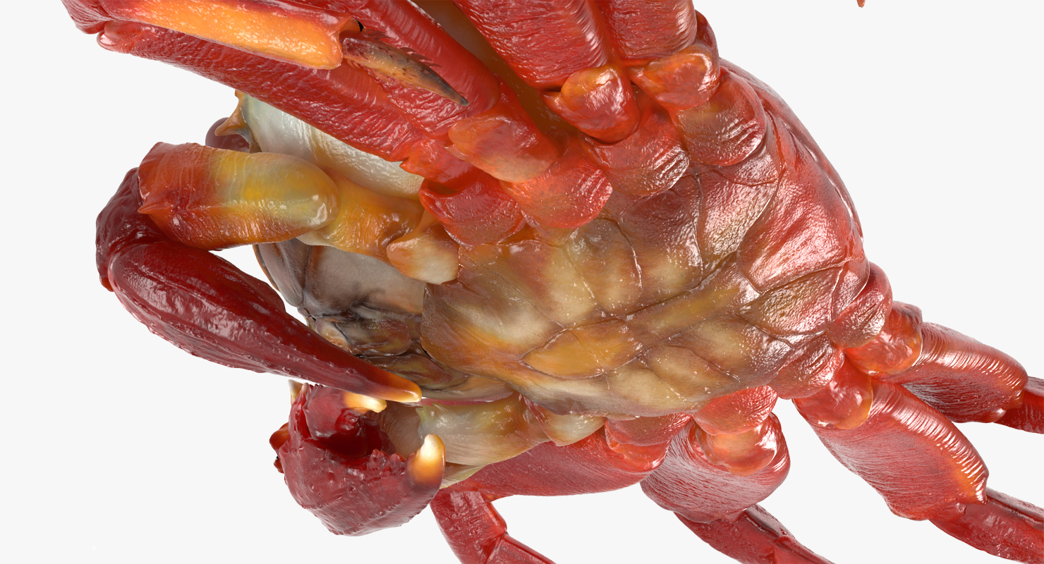 3D model Sally Lightfoot Crab