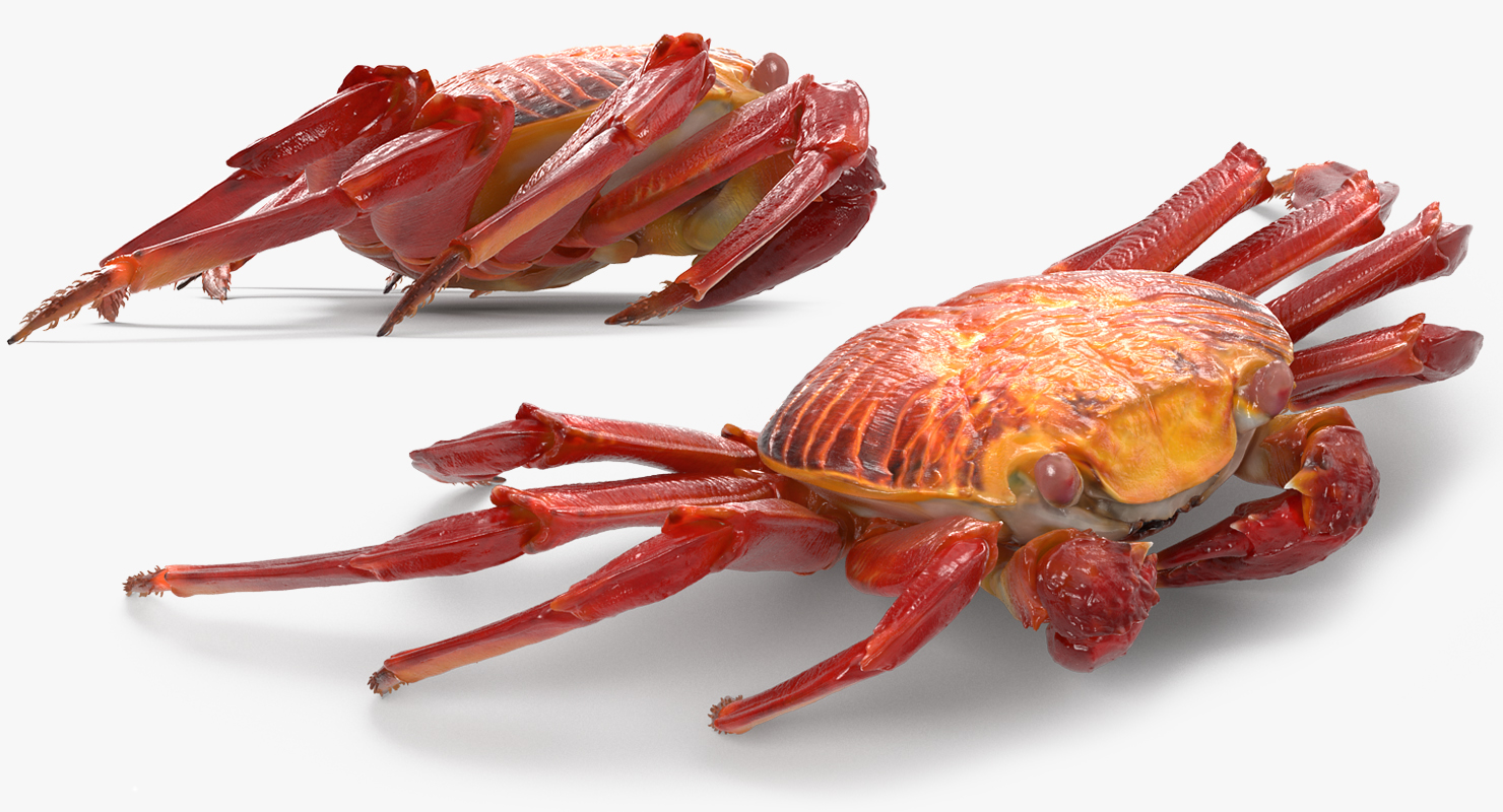 3D model Sally Lightfoot Crab