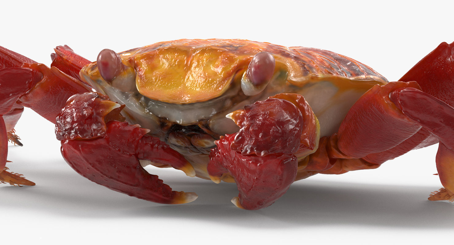 3D model Sally Lightfoot Crab