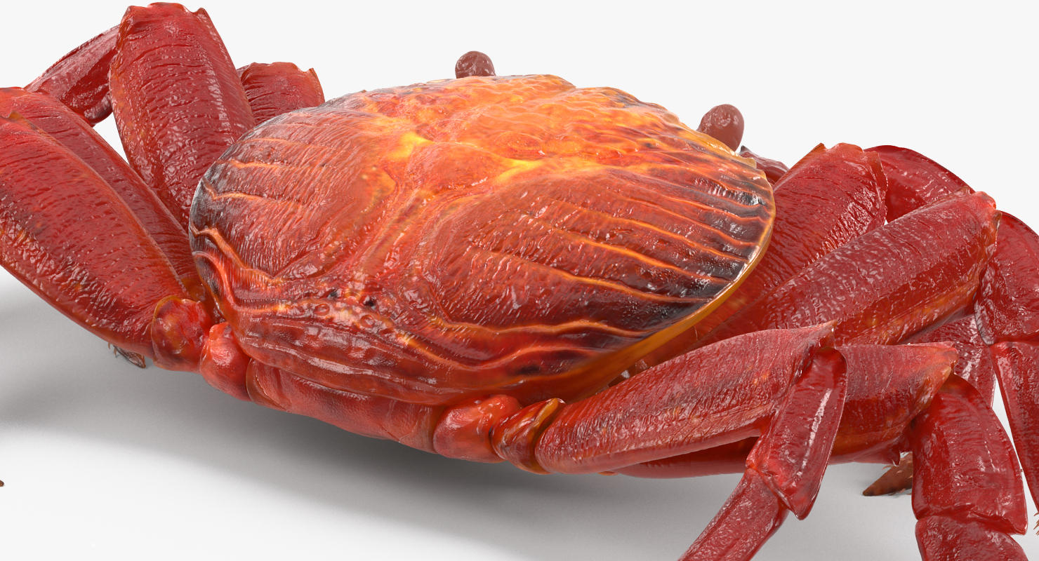3D model Sally Lightfoot Crab