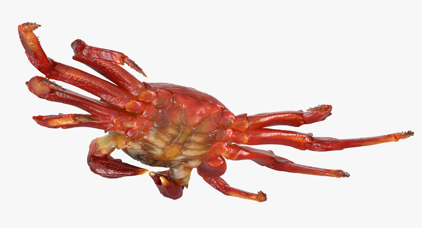 3D model Sally Lightfoot Crab