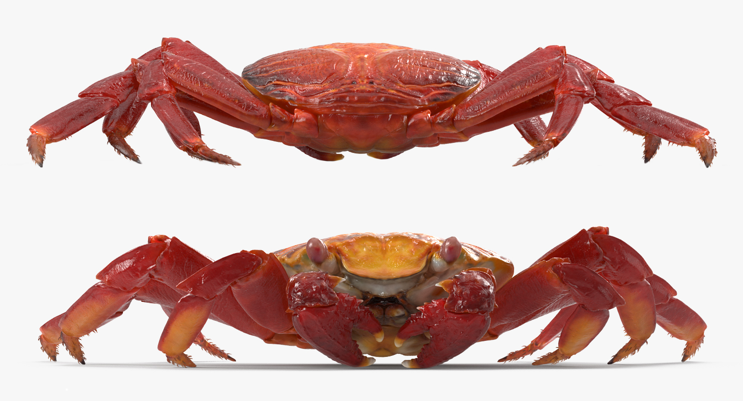3D model Sally Lightfoot Crab