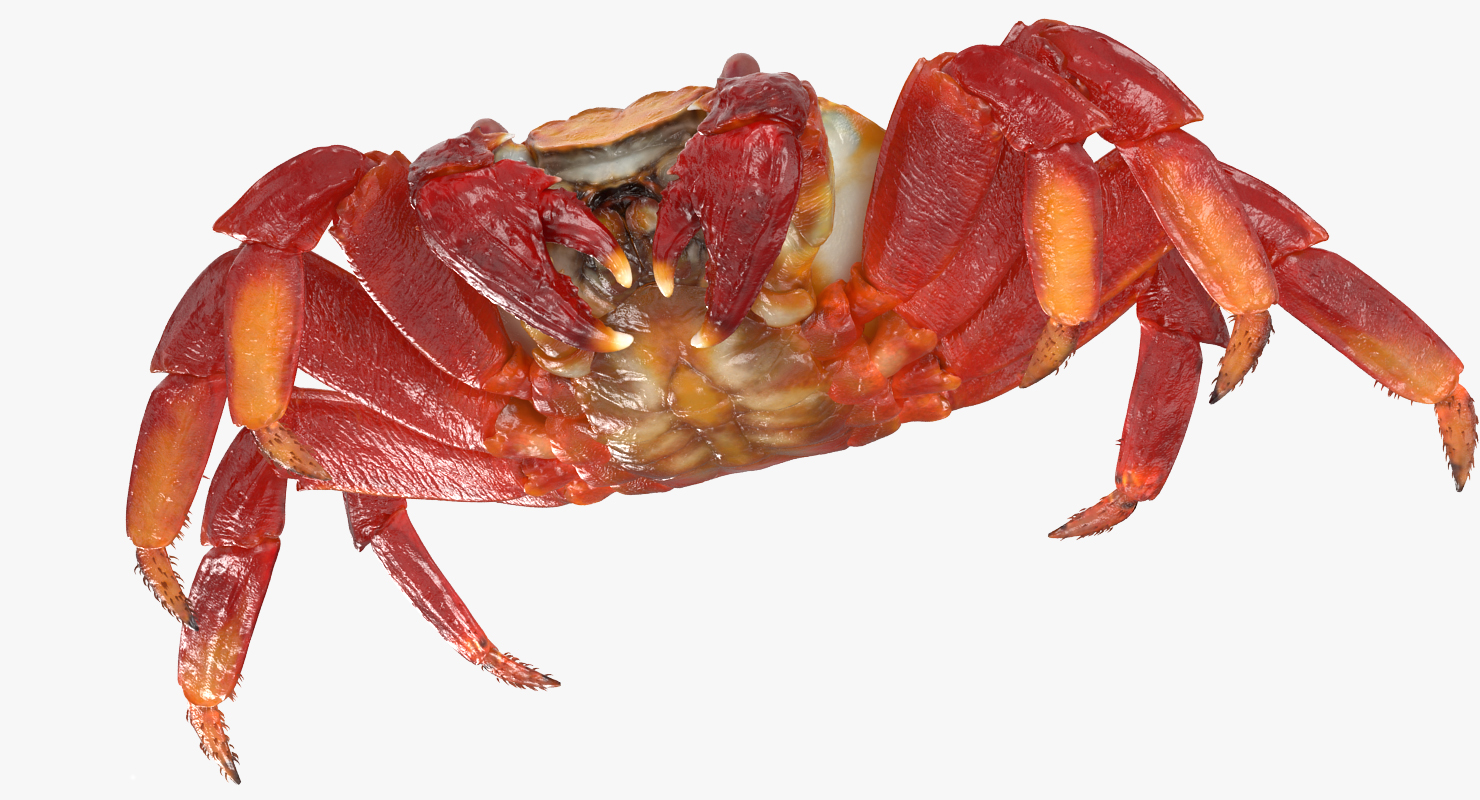 3D model Sally Lightfoot Crab