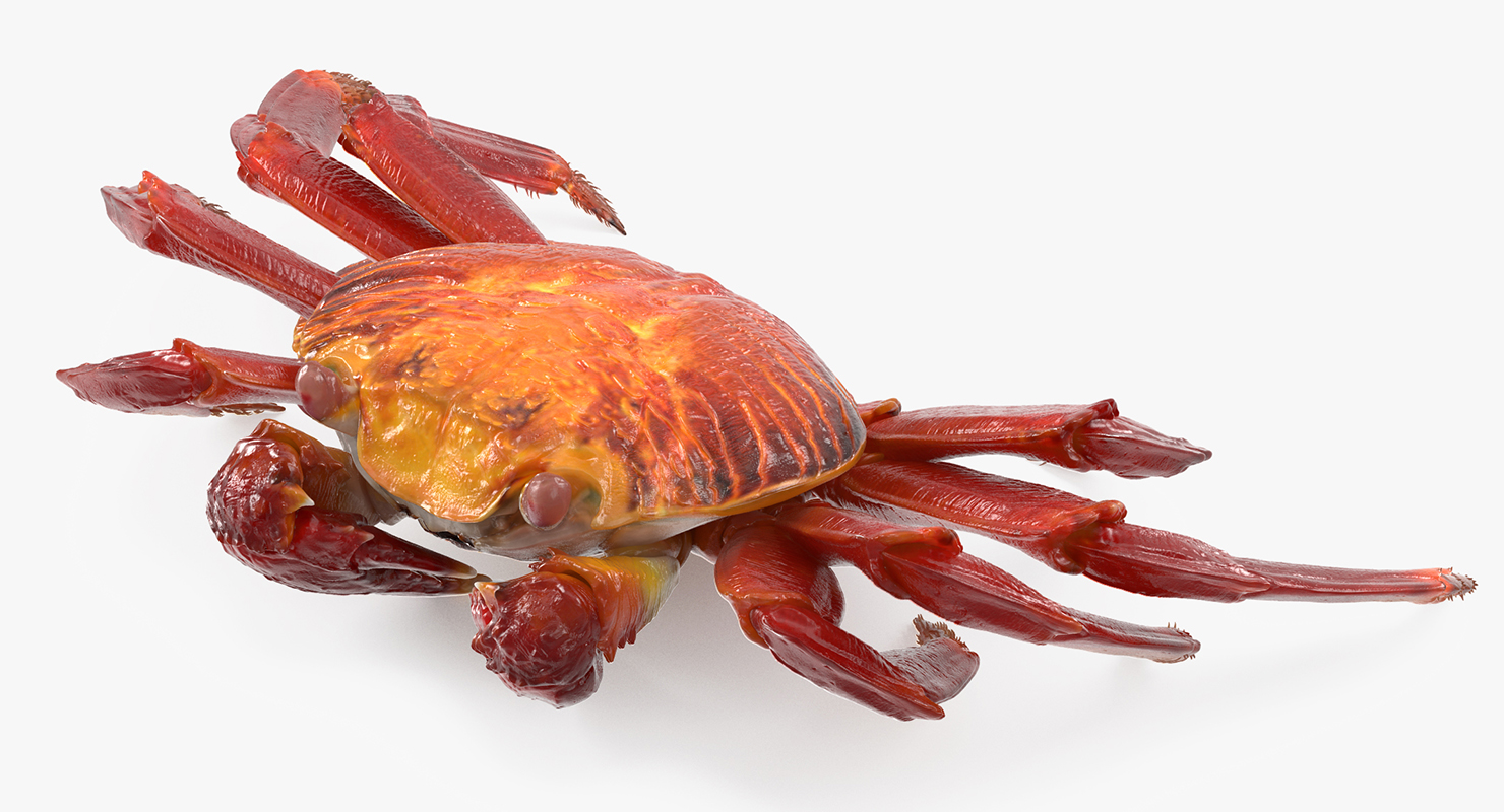 3D model Sally Lightfoot Crab