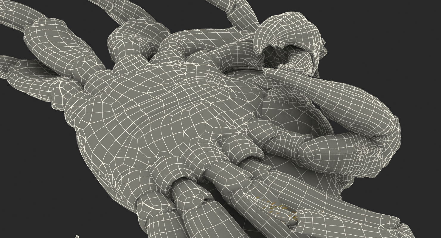 3D model Sally Lightfoot Crab