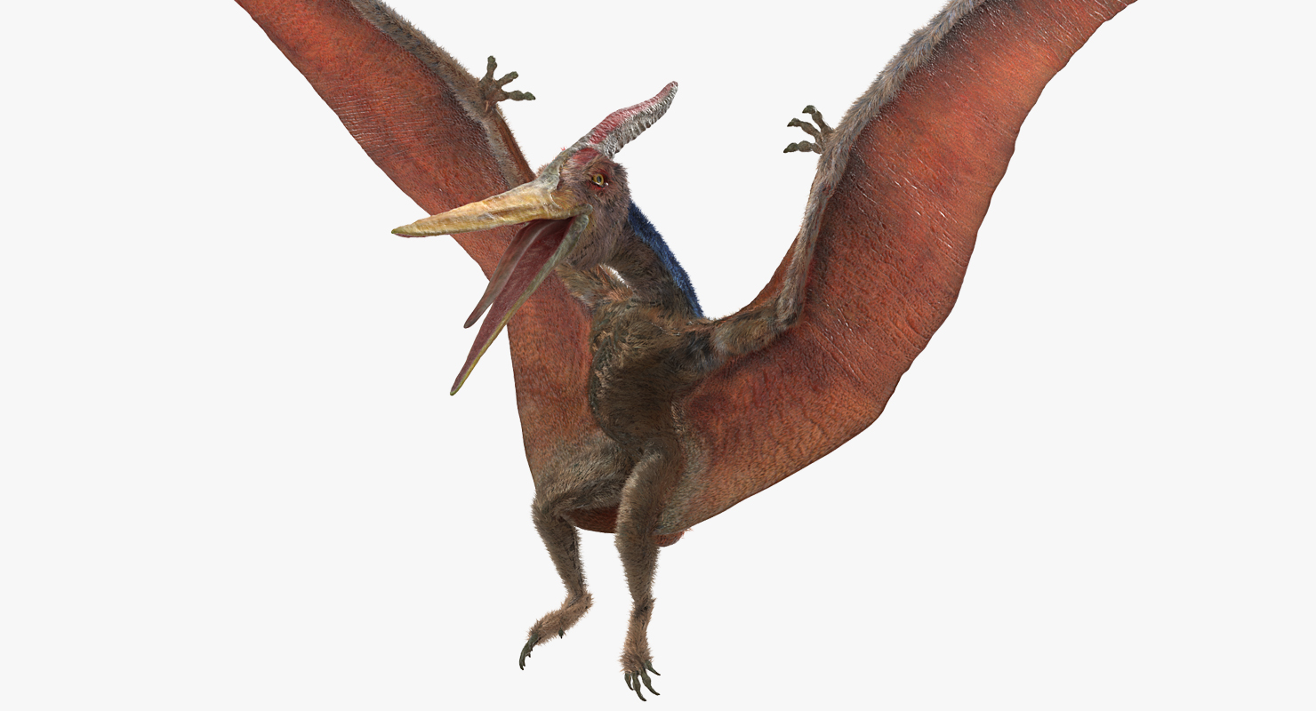 Pteranodon Landing Pose with Fur 3D