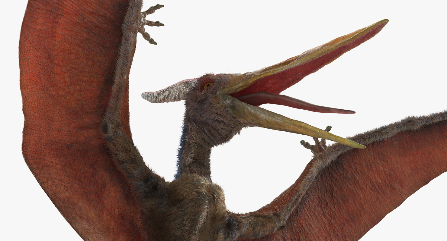 Pteranodon Landing Pose with Fur 3D