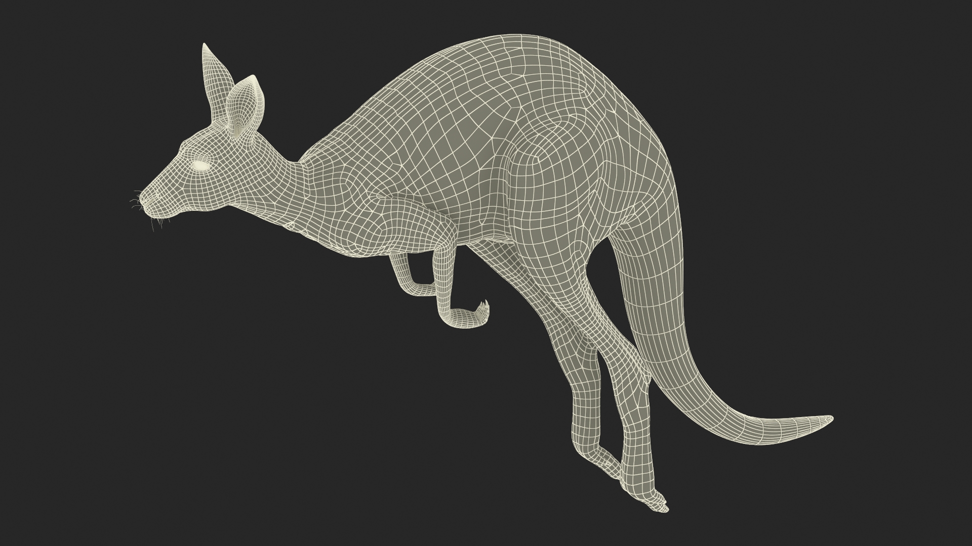 3D Kangaroo in Motion model