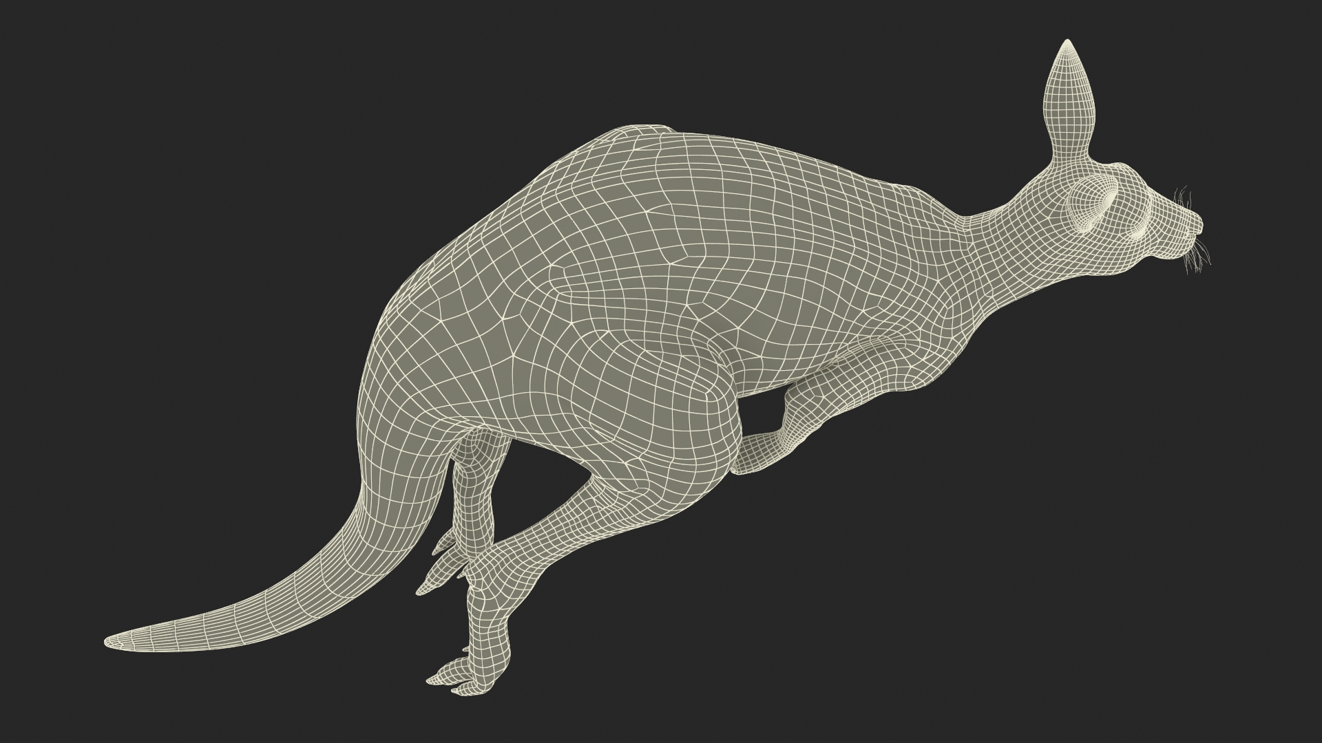 3D Kangaroo in Motion model