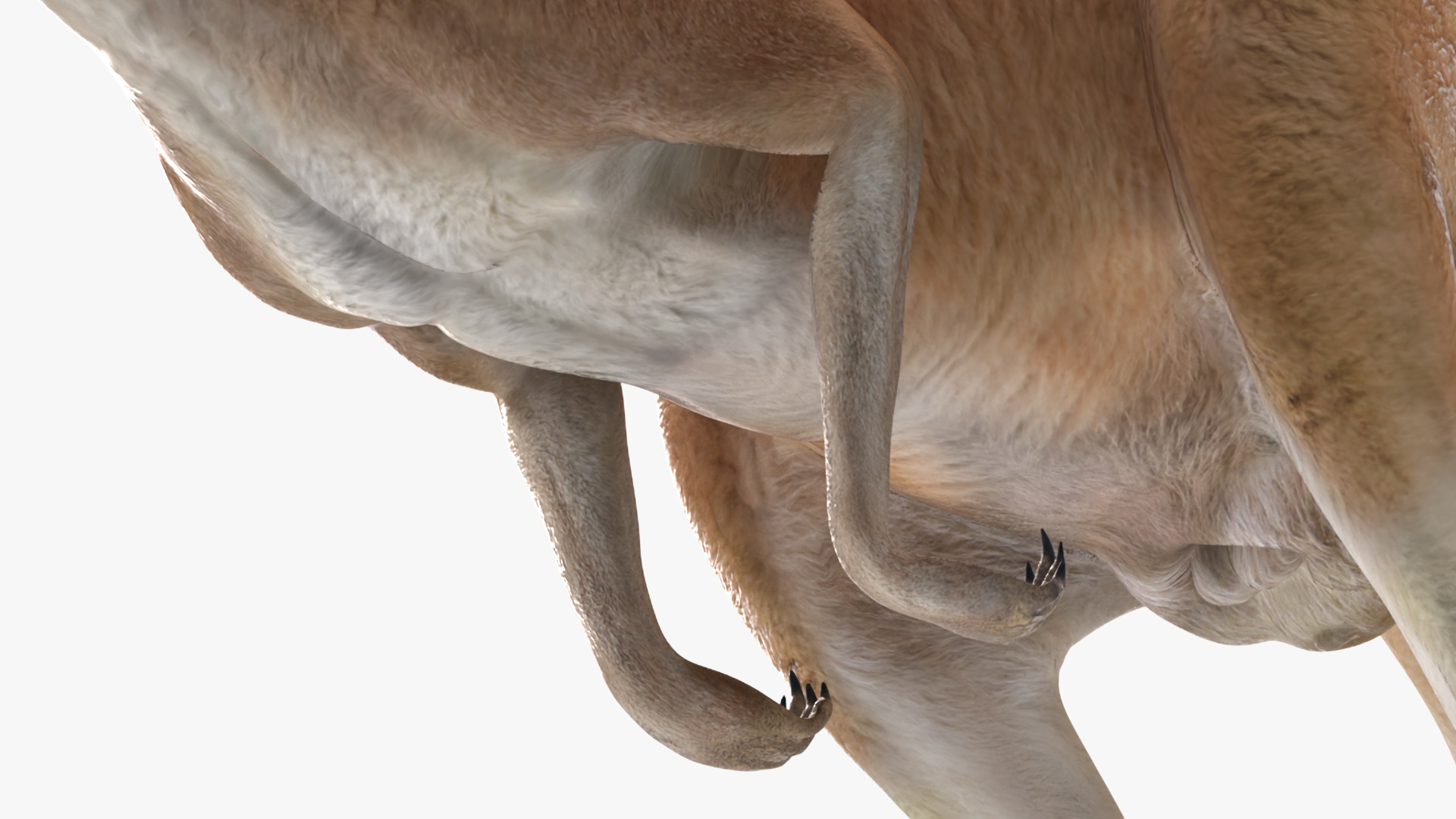 3D Kangaroo in Motion model