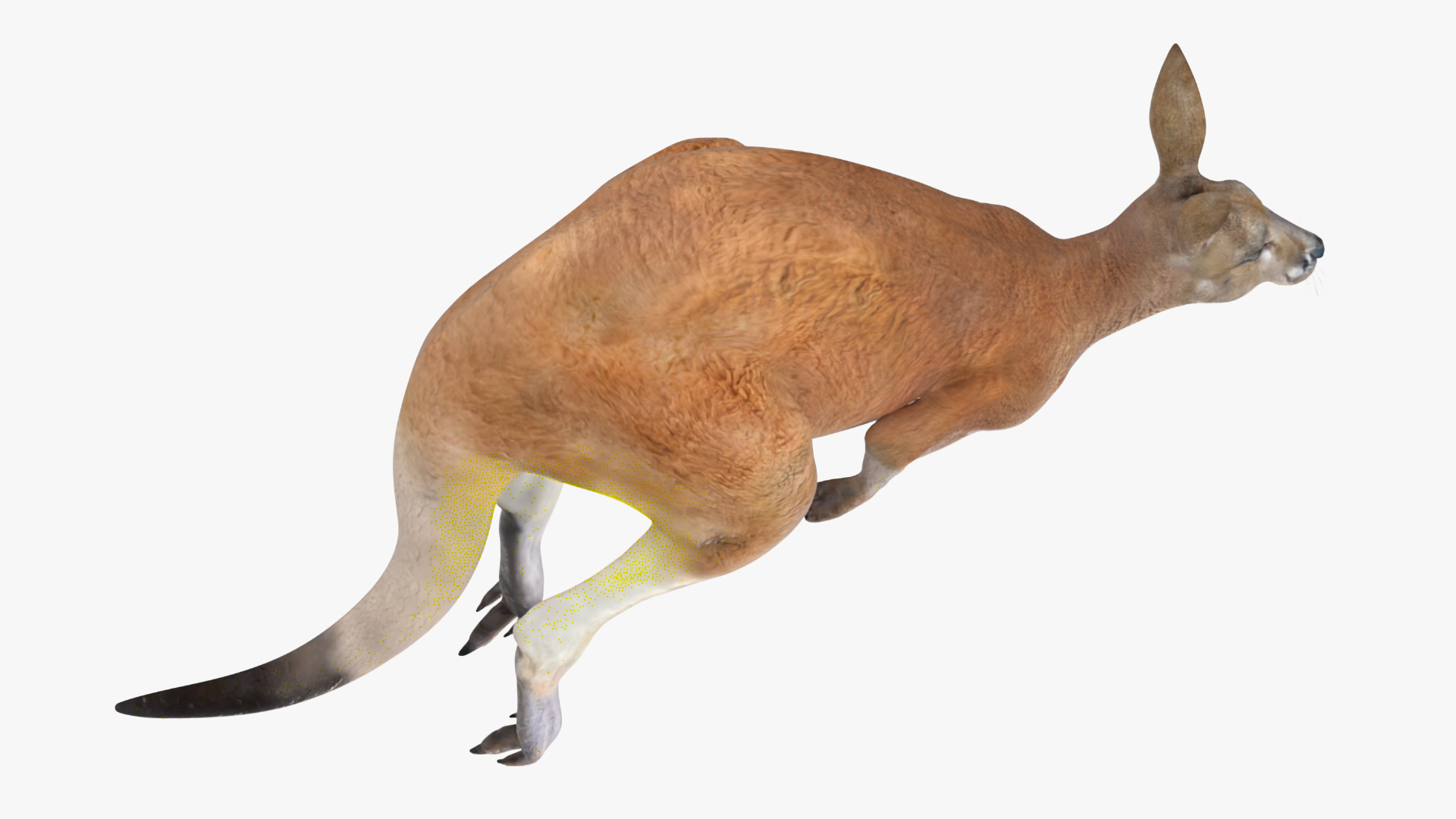 3D Kangaroo in Motion model
