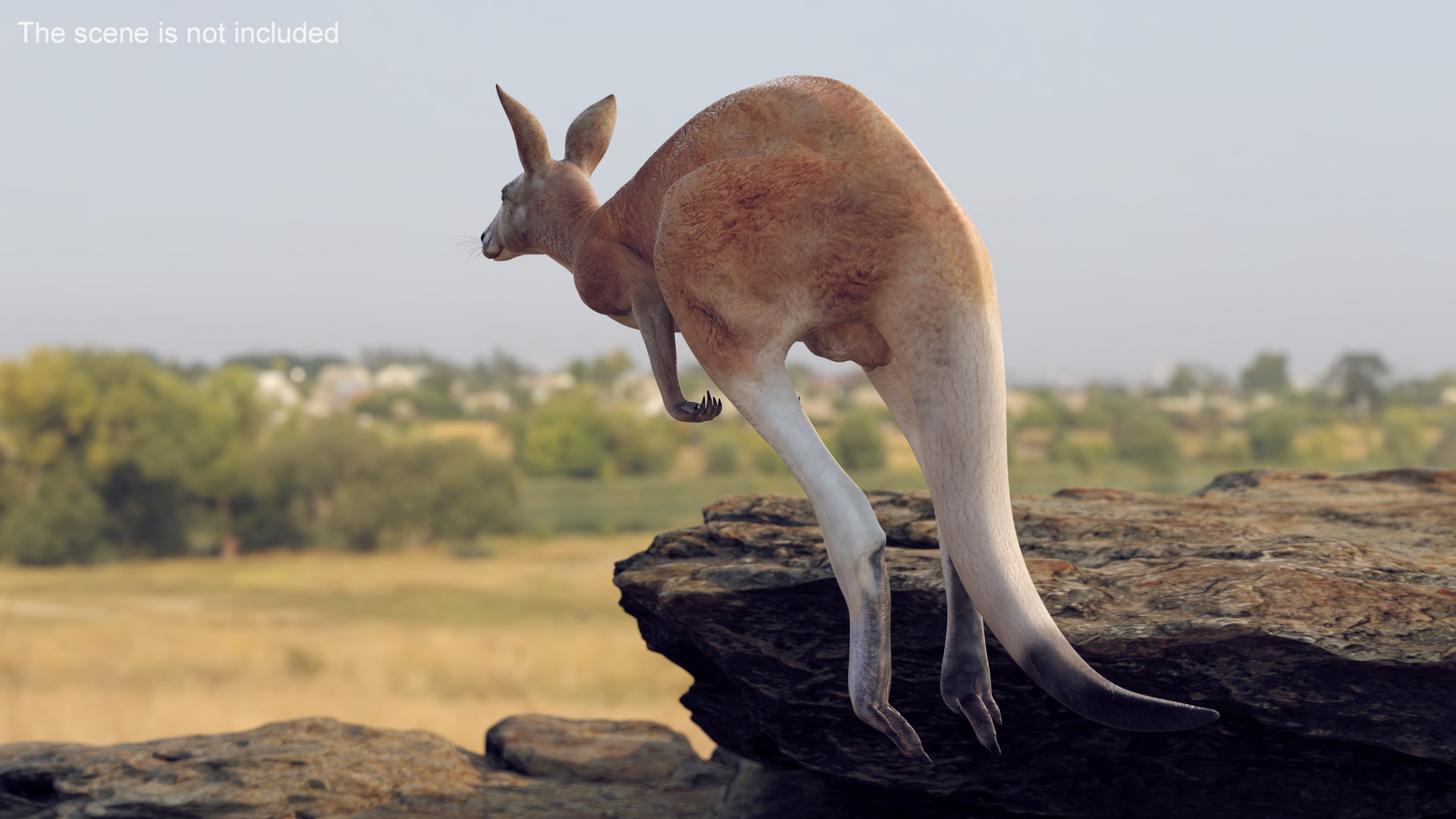 3D Kangaroo in Motion model