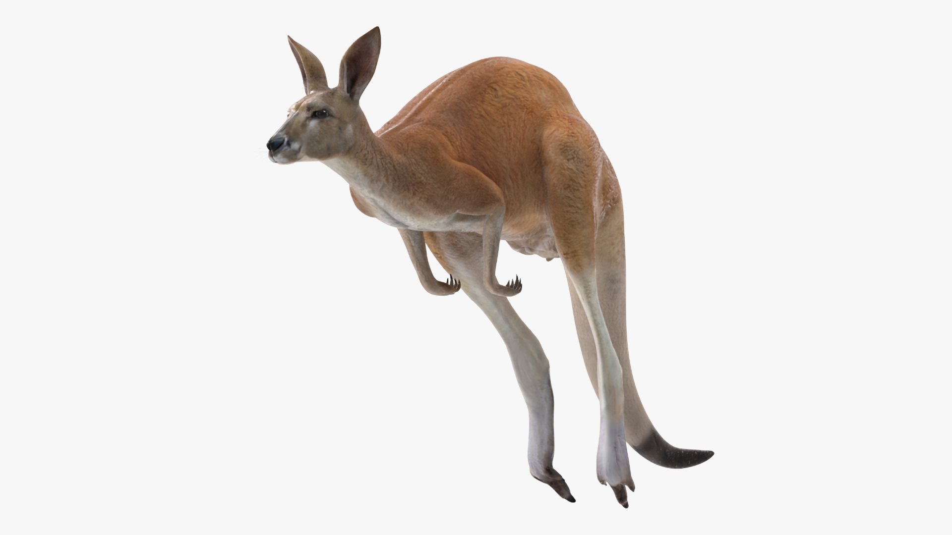 3D Kangaroo in Motion model