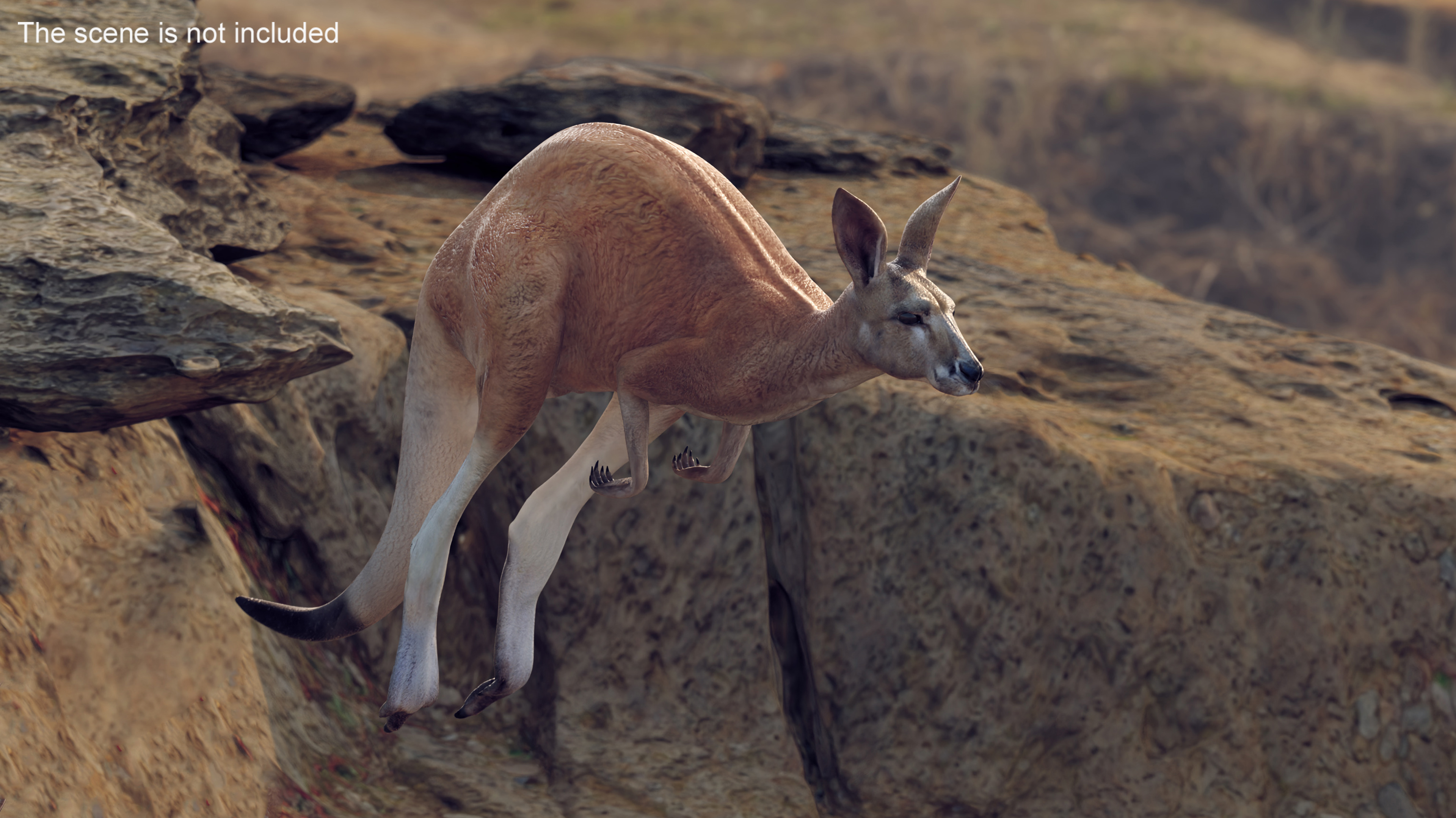 3D Kangaroo in Motion model