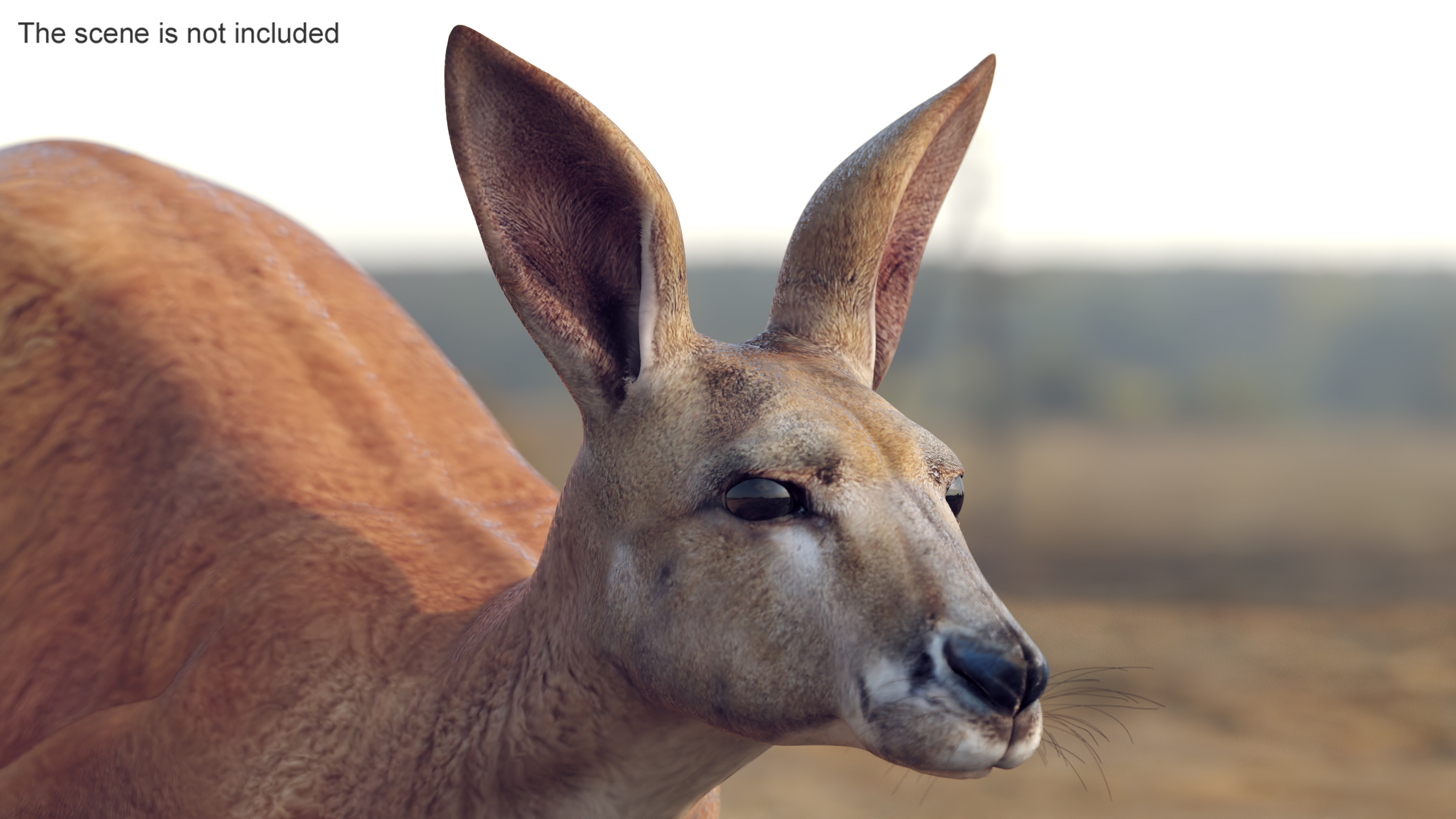 3D Kangaroo in Motion model