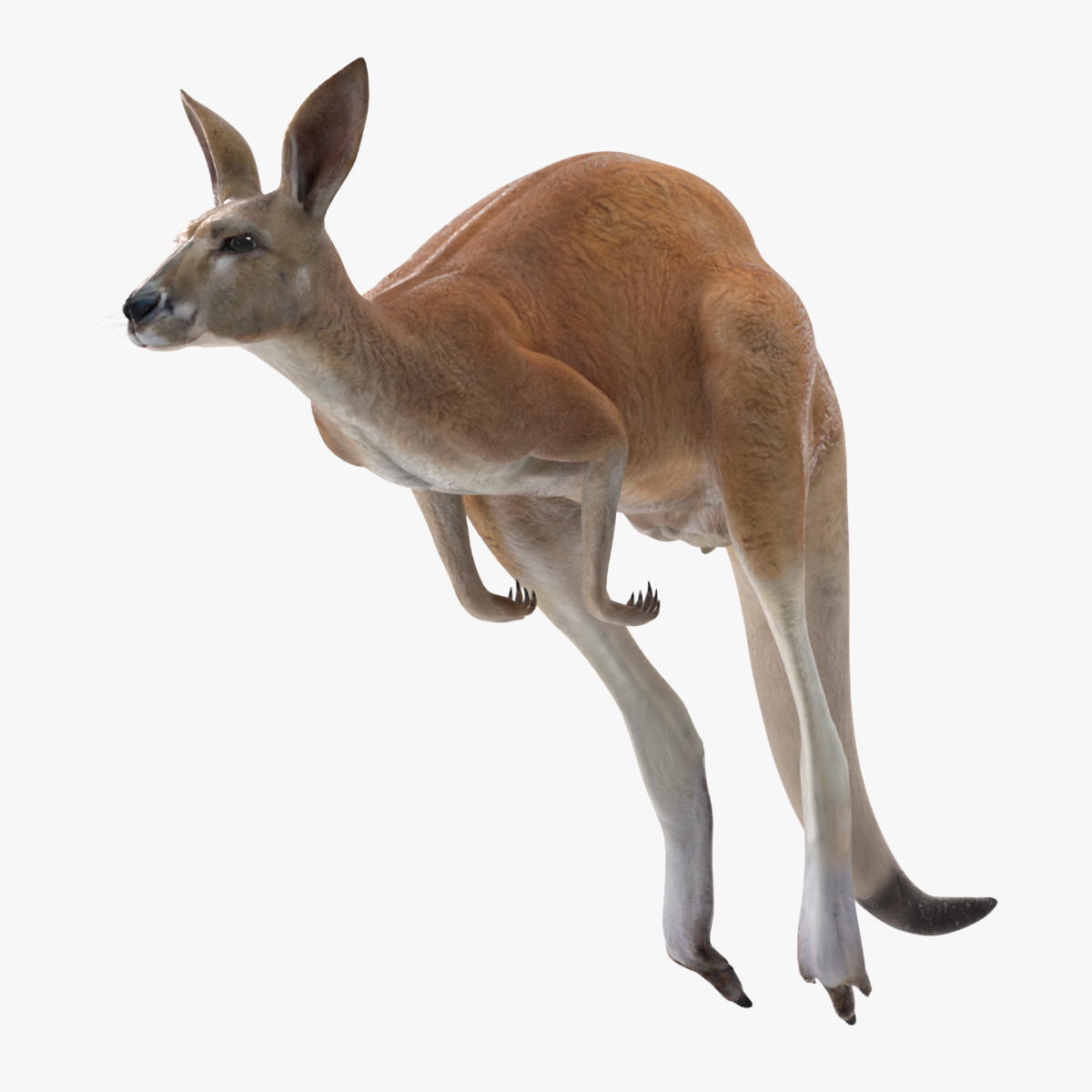 3D Kangaroo in Motion model