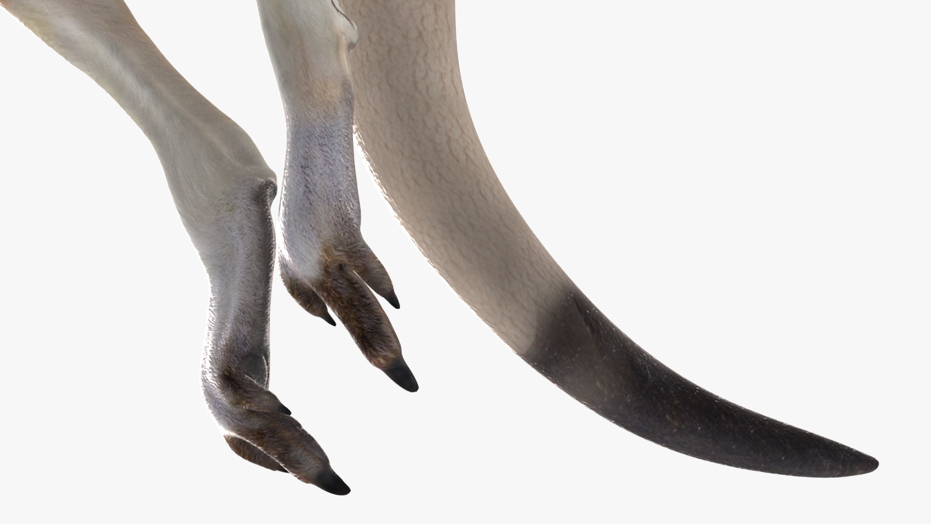 3D Kangaroo in Motion model