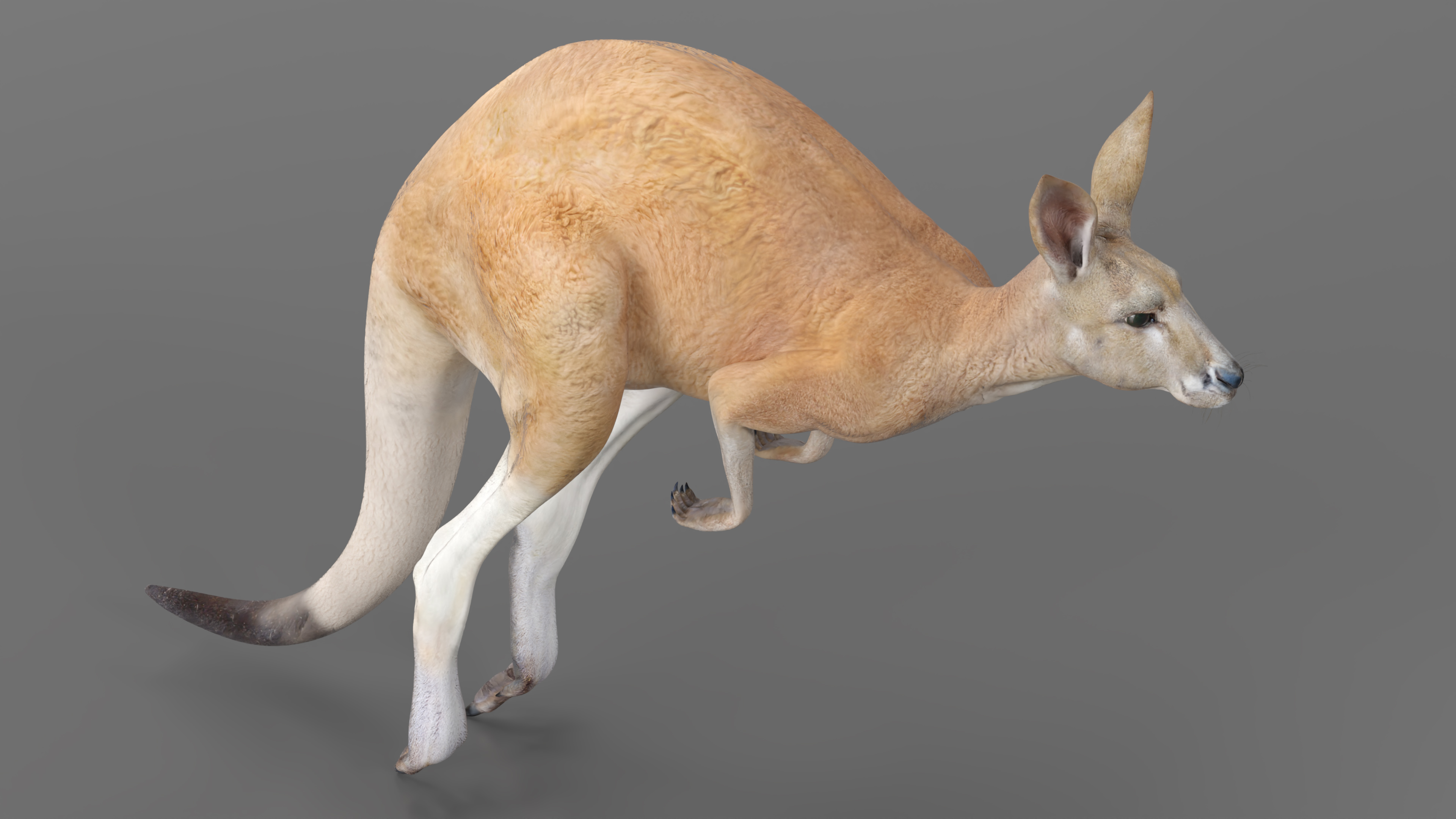 3D Kangaroo in Motion model