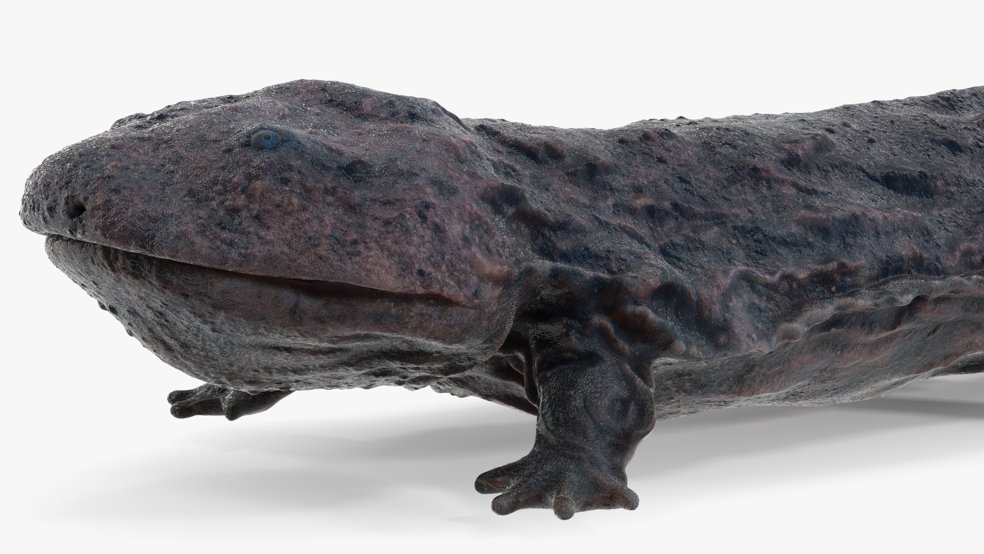 Salamander Dark Wet 3D model