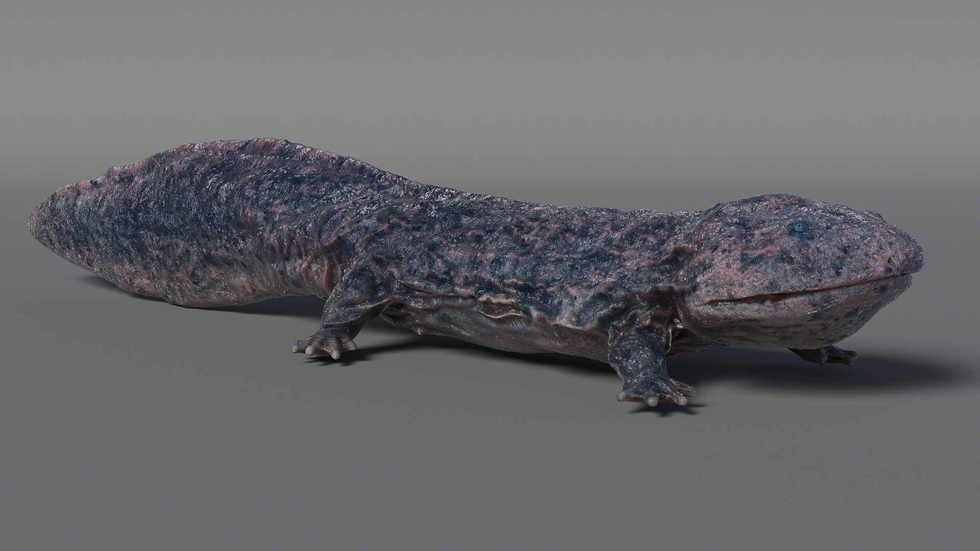 Salamander Dark Wet 3D model