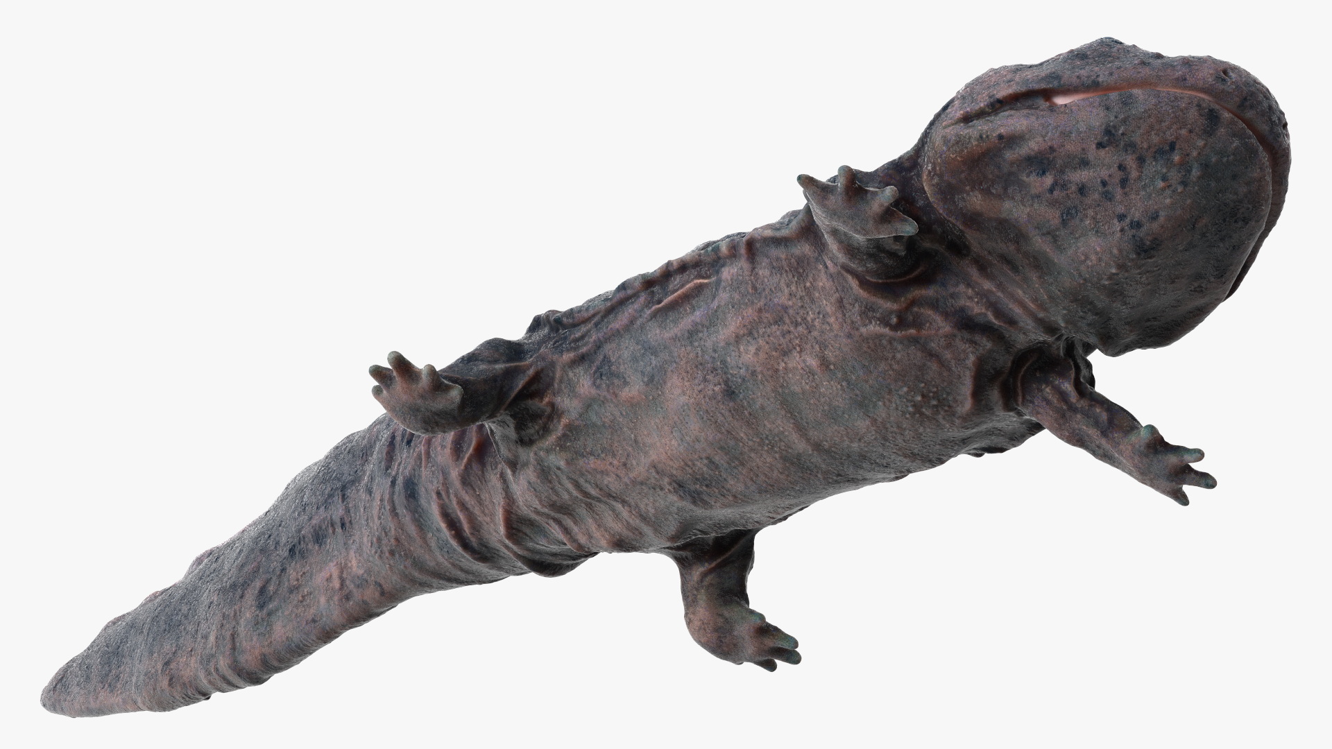 Salamander Dark Wet 3D model