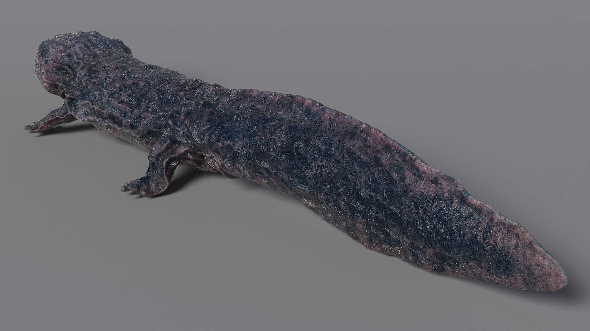 Salamander Dark Wet 3D model