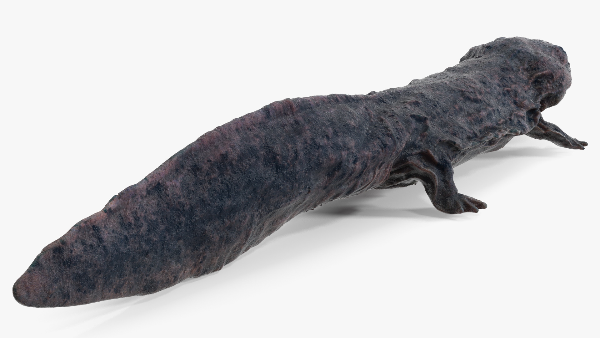 Salamander Dark Wet 3D model