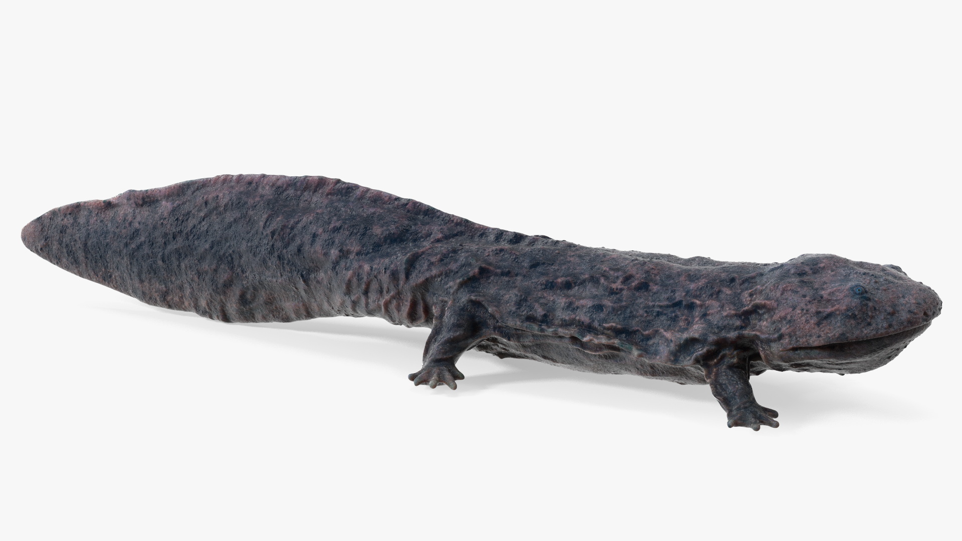 Salamander Dark Wet 3D model