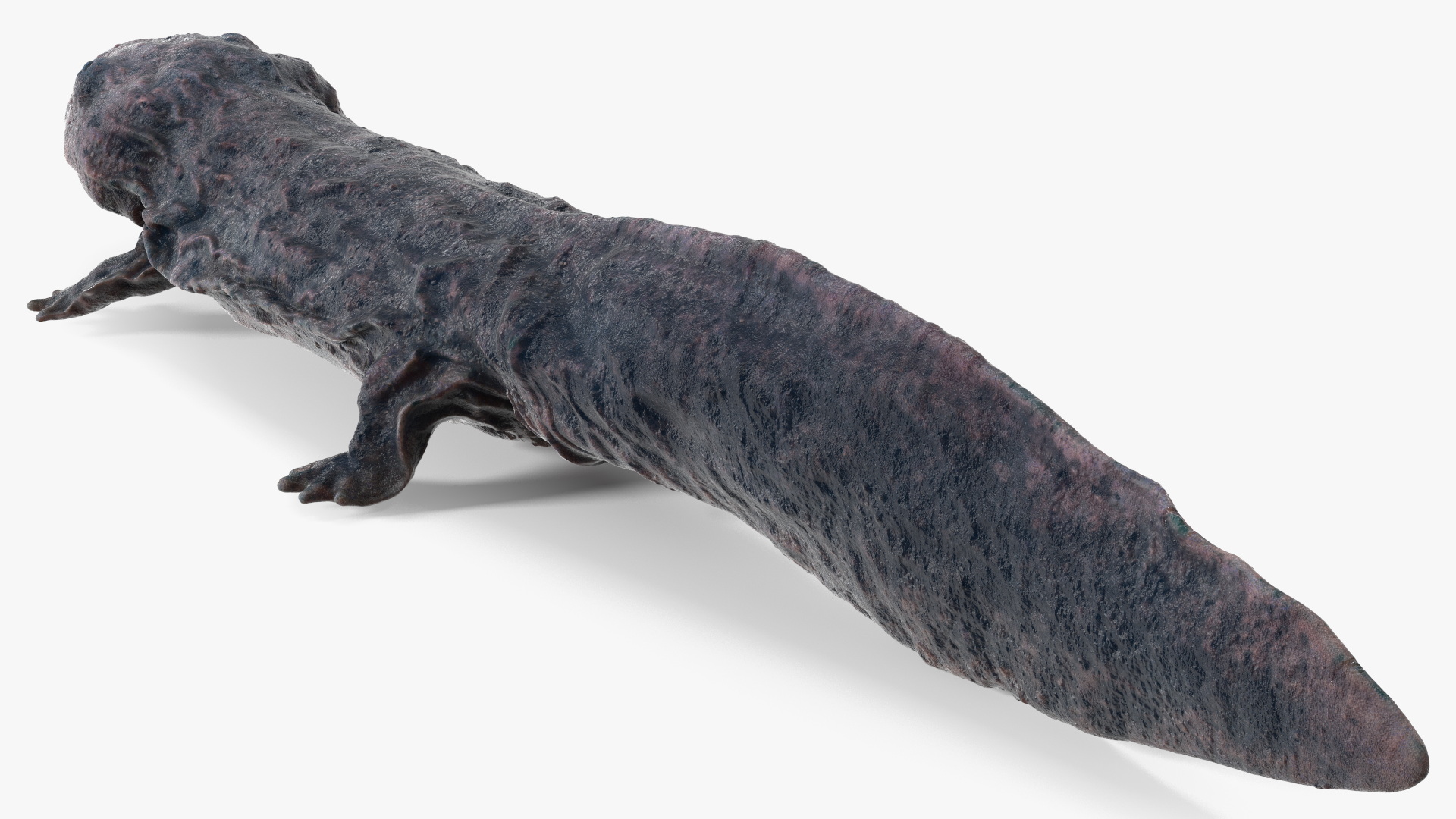 Salamander Dark Wet 3D model