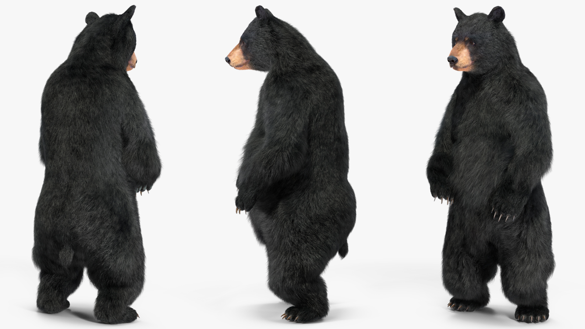 3D Black Bear Fur Rigged