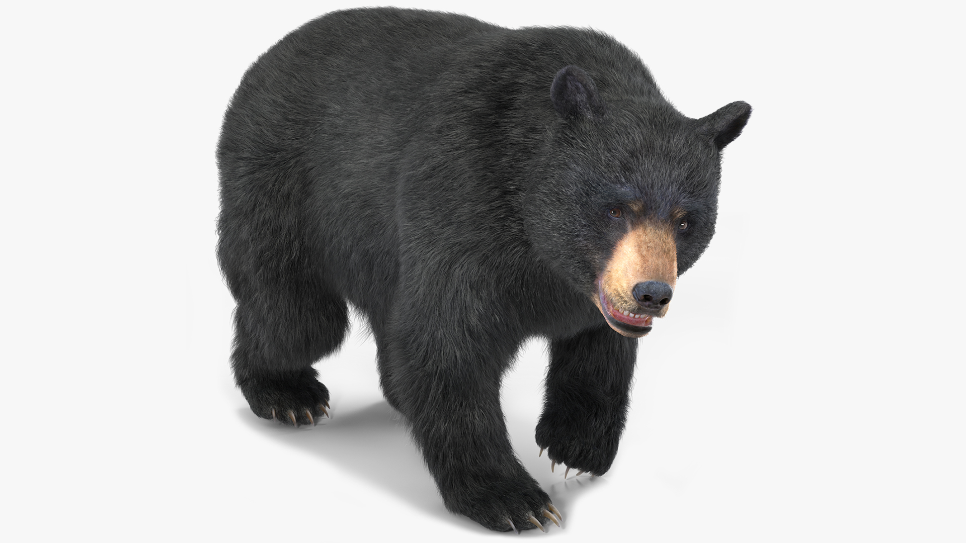 3D Black Bear Fur Rigged
