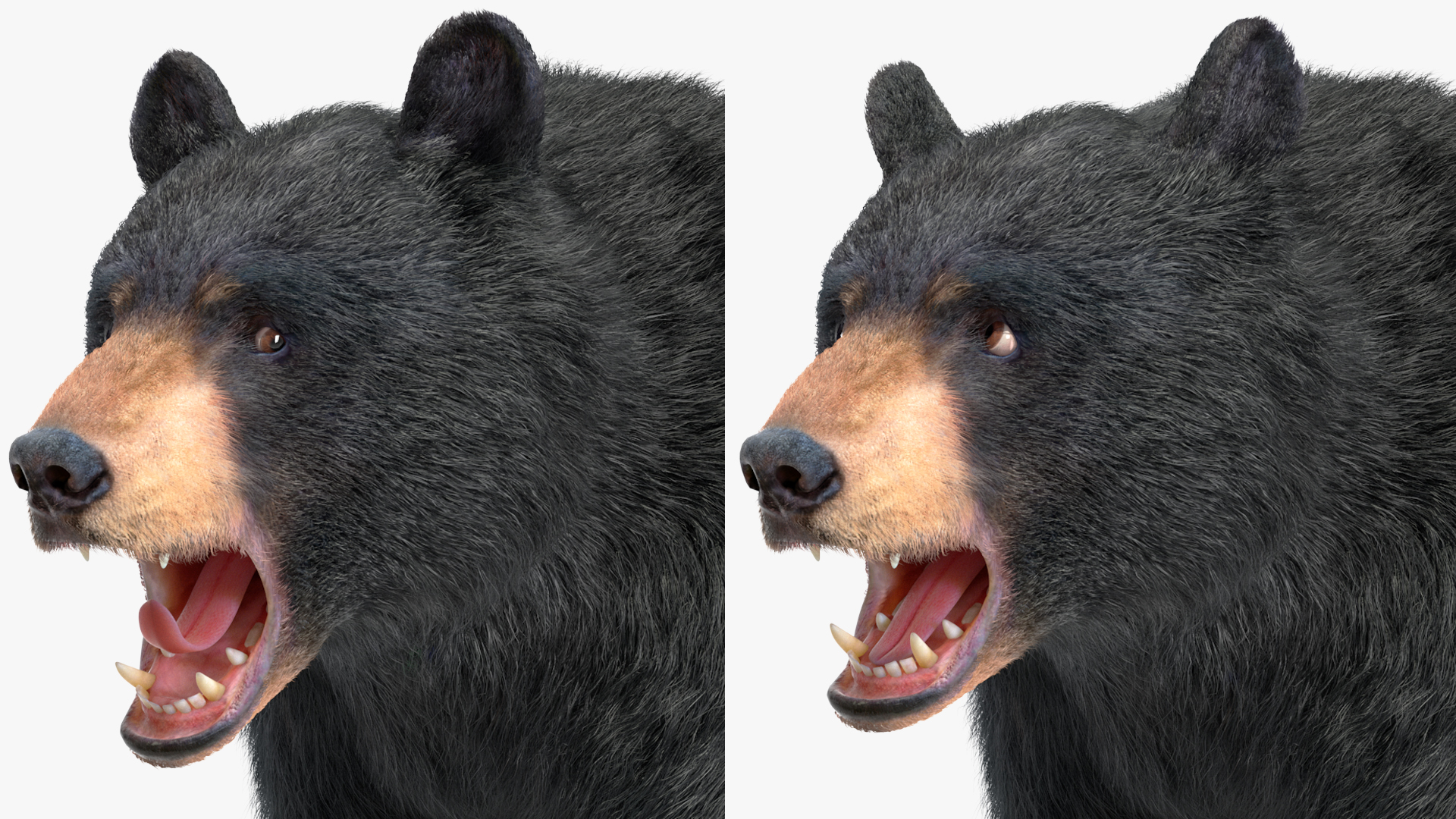 3D Black Bear Fur Rigged