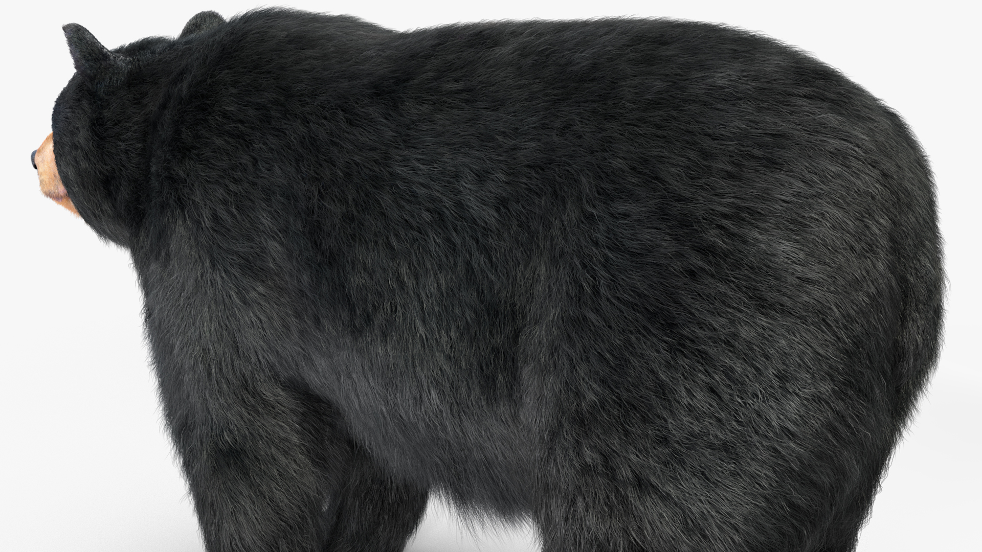 3D Black Bear Fur Rigged