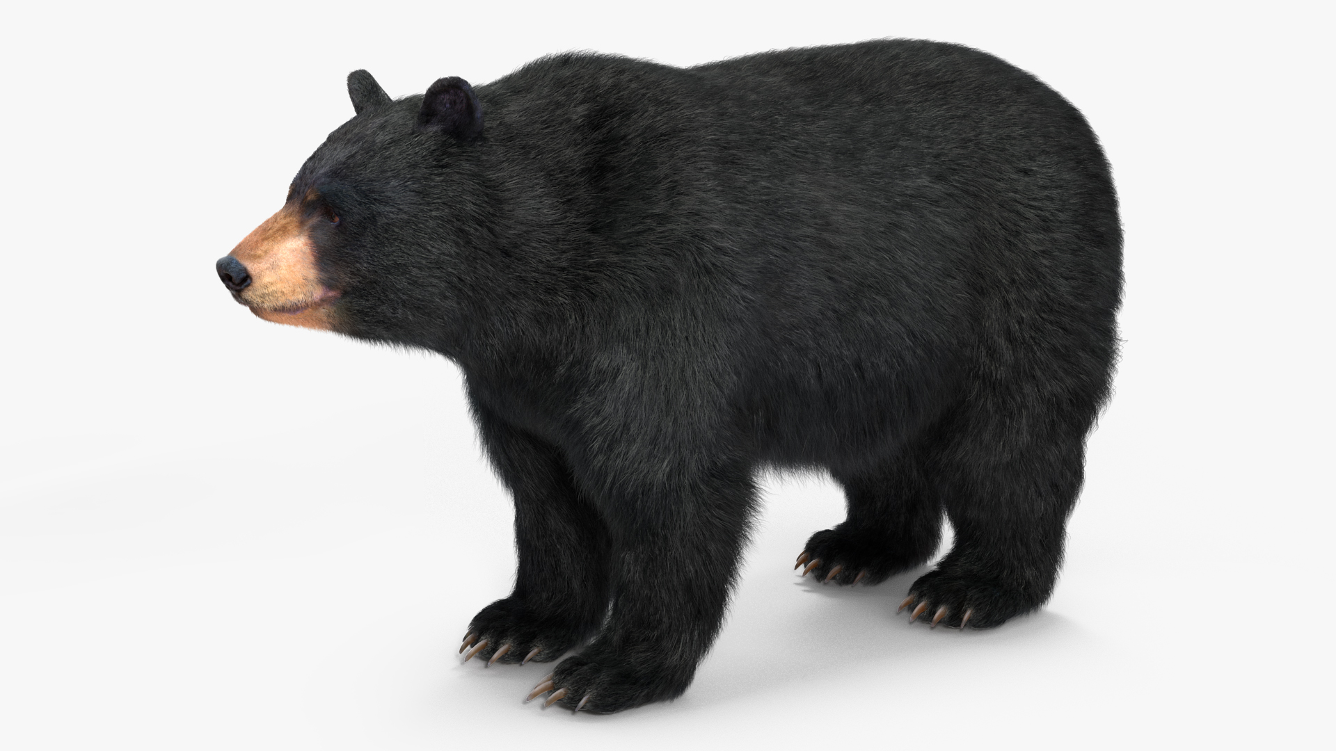 3D Black Bear Fur Rigged