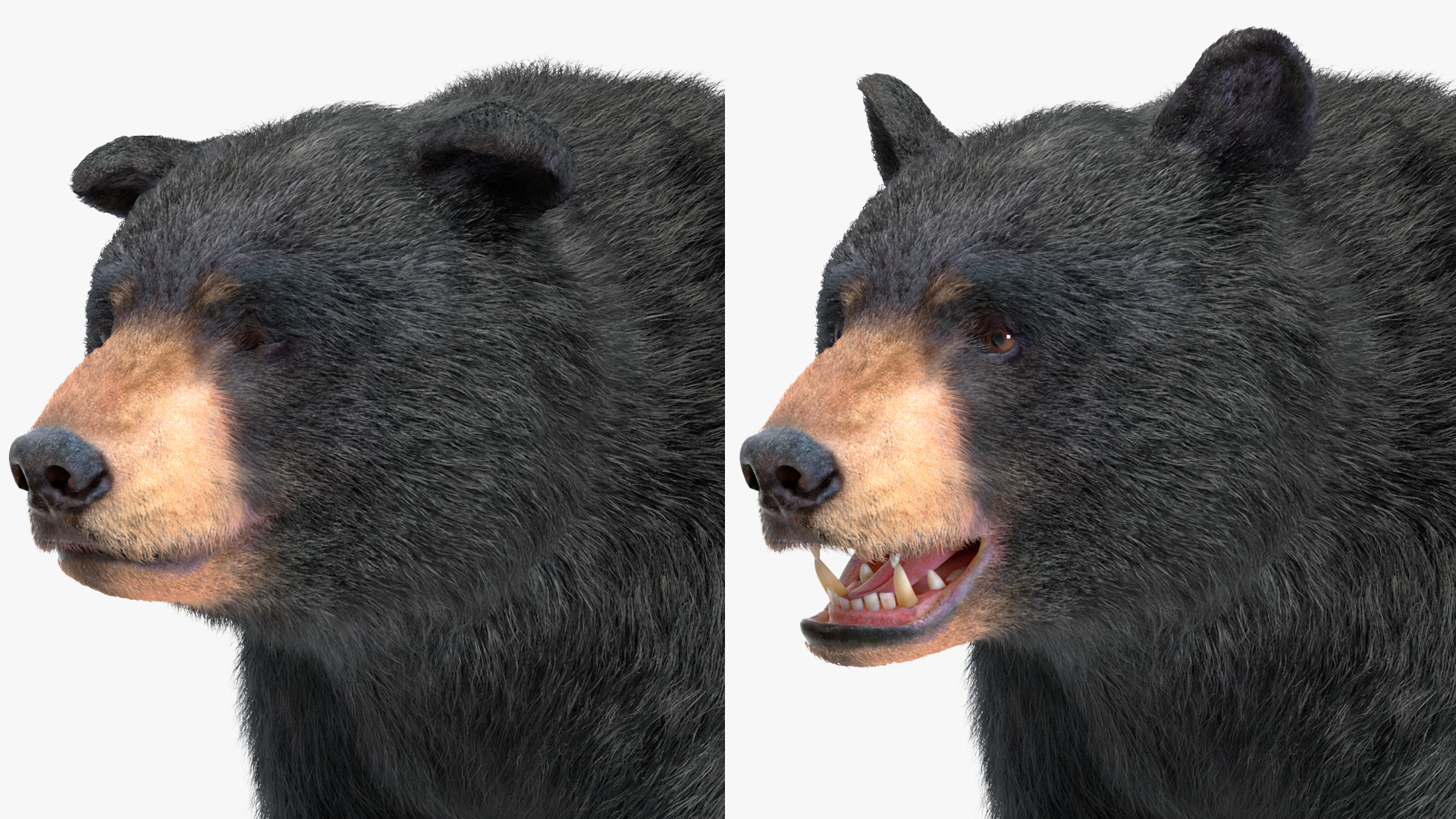 3D Black Bear Fur Rigged
